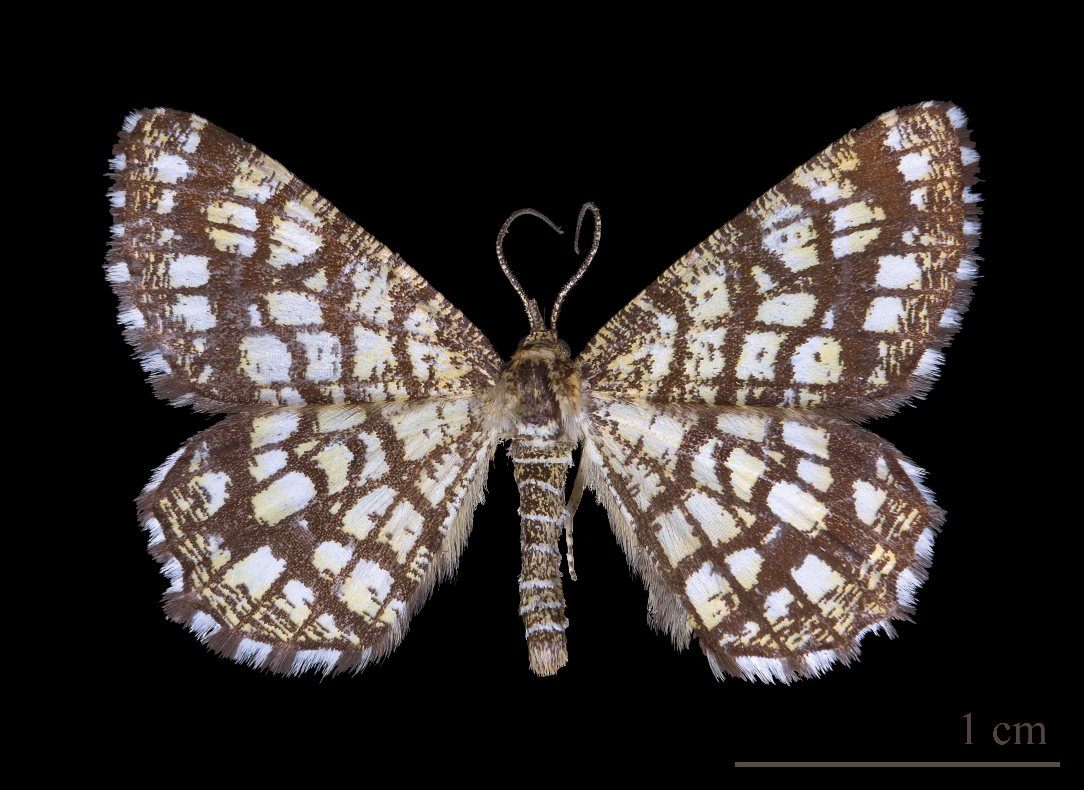 Géomètre à barreaux MHNT dos