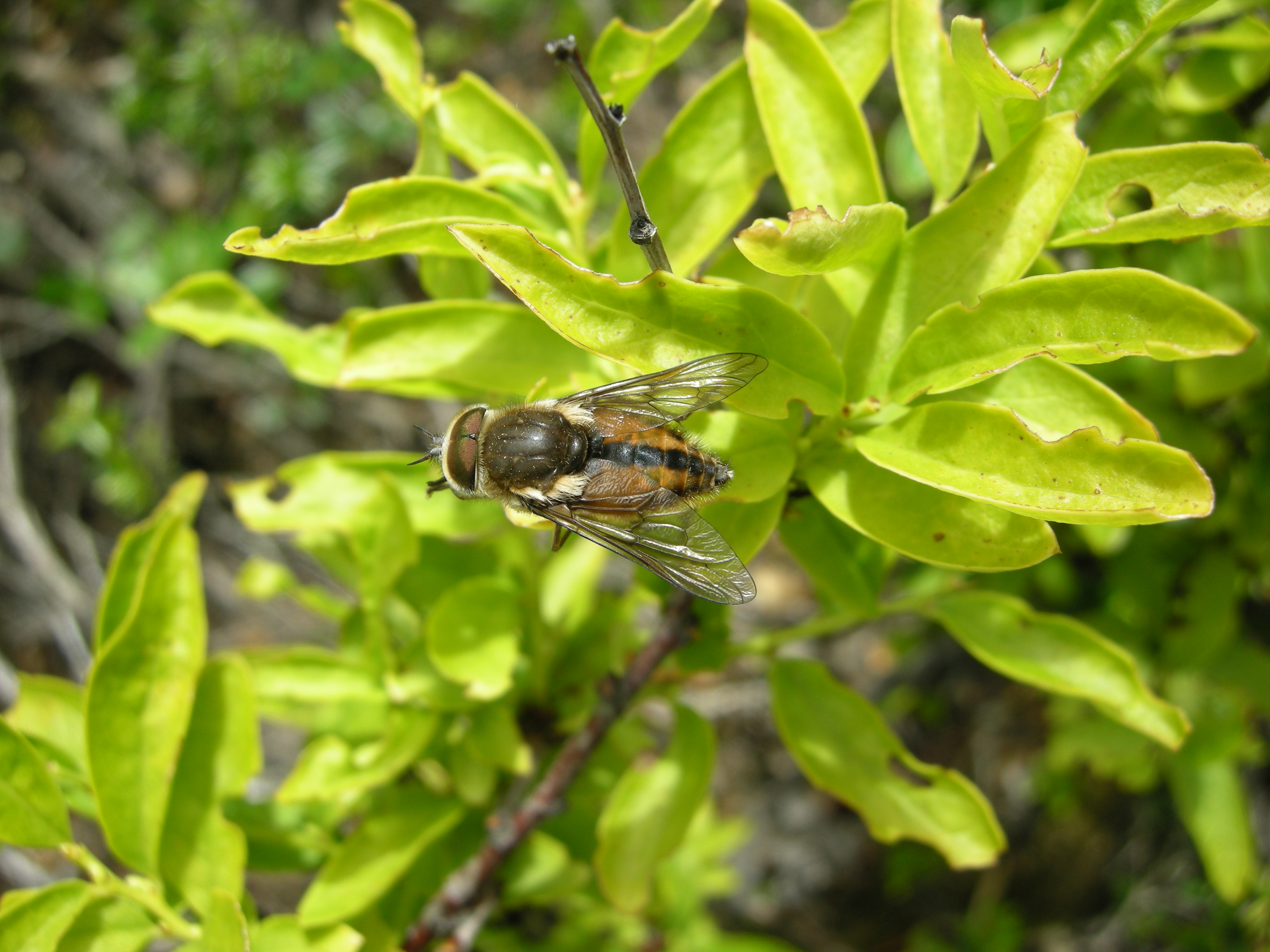 Gagea unidentified 17 - diptera