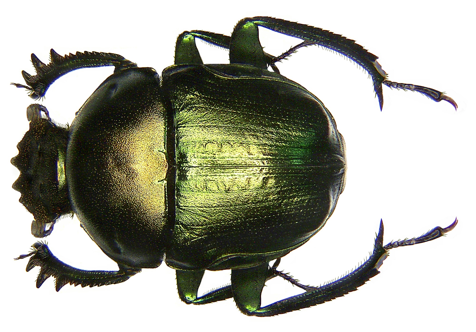 Garreta nitens Olivier, 1789 (2937640395)