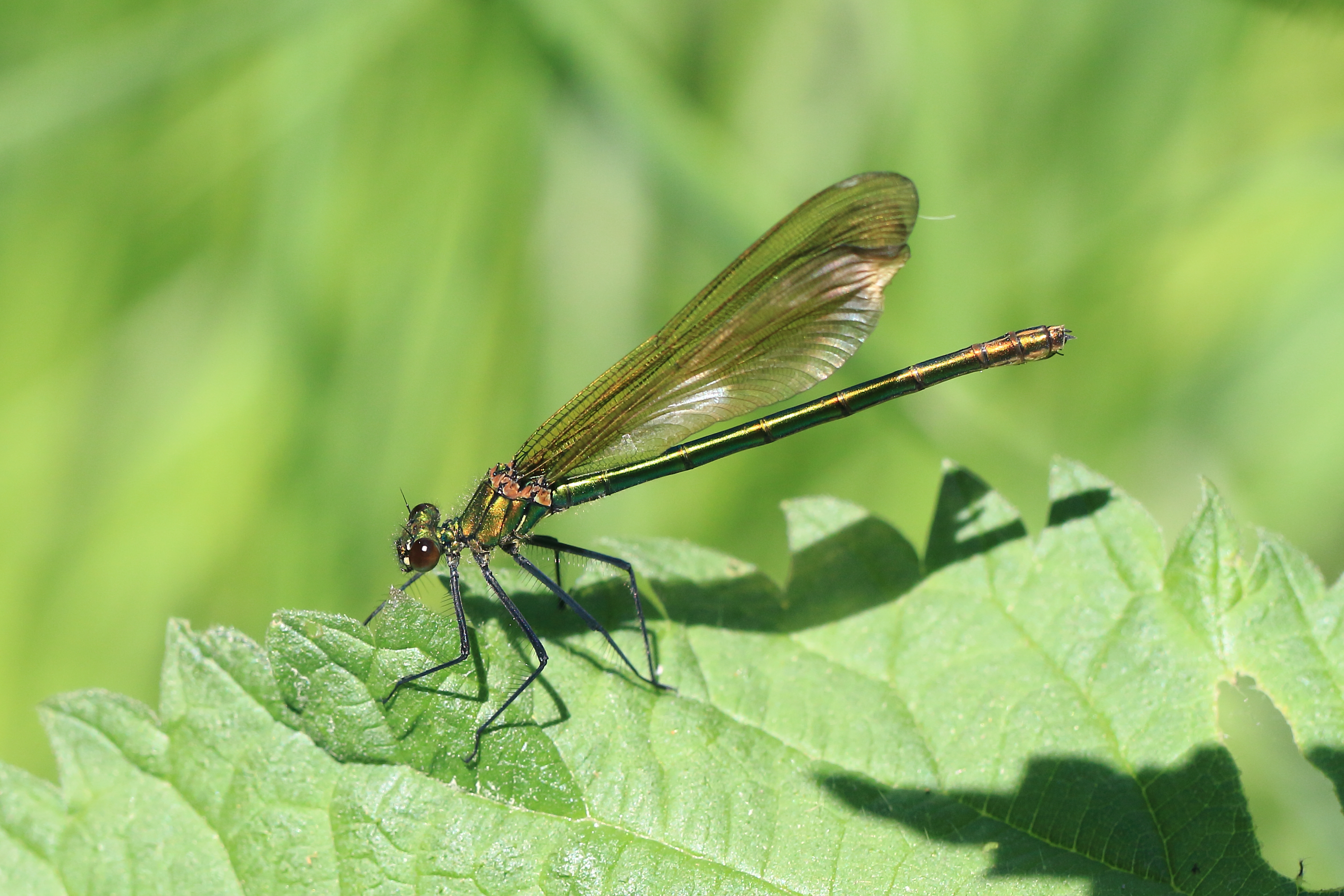 Gebänderte Prachtlibelle Calopteryx splendens 5804