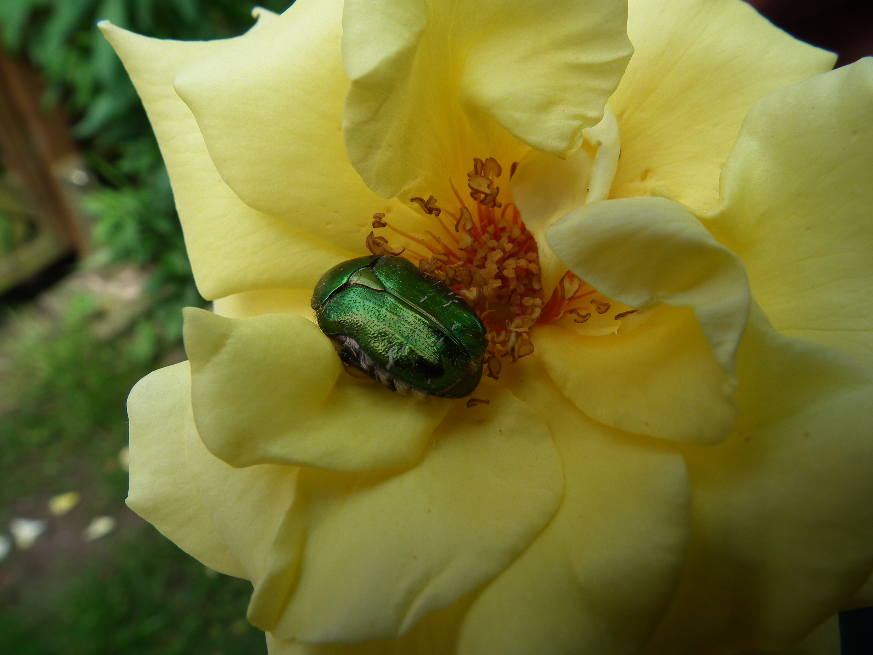 Gemeiner Rosenkäfer