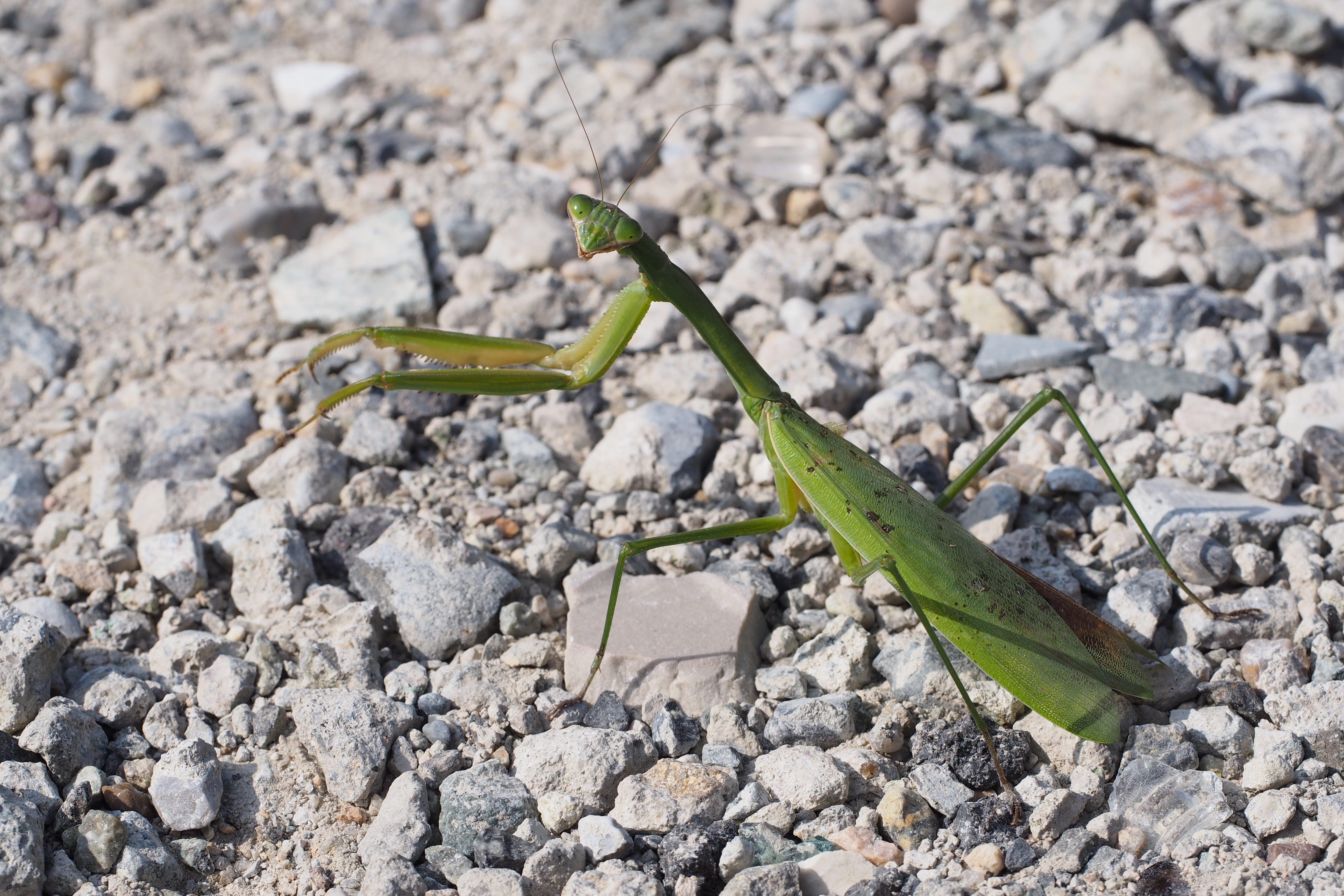 Genus Tenodera (21838752484)