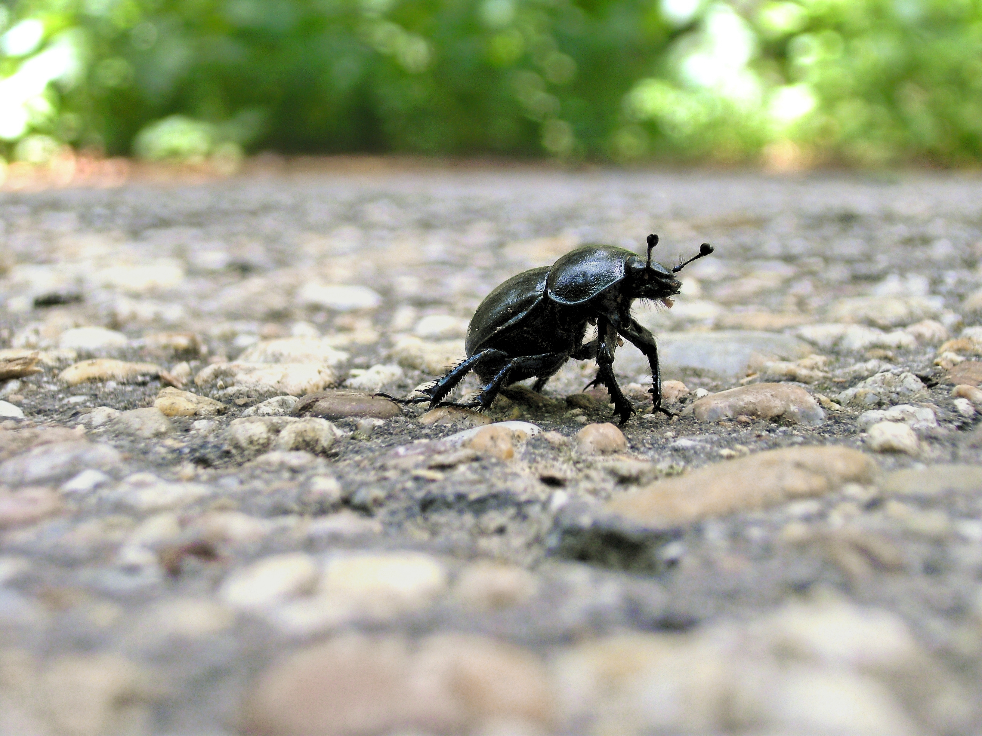 Geotrupes-1