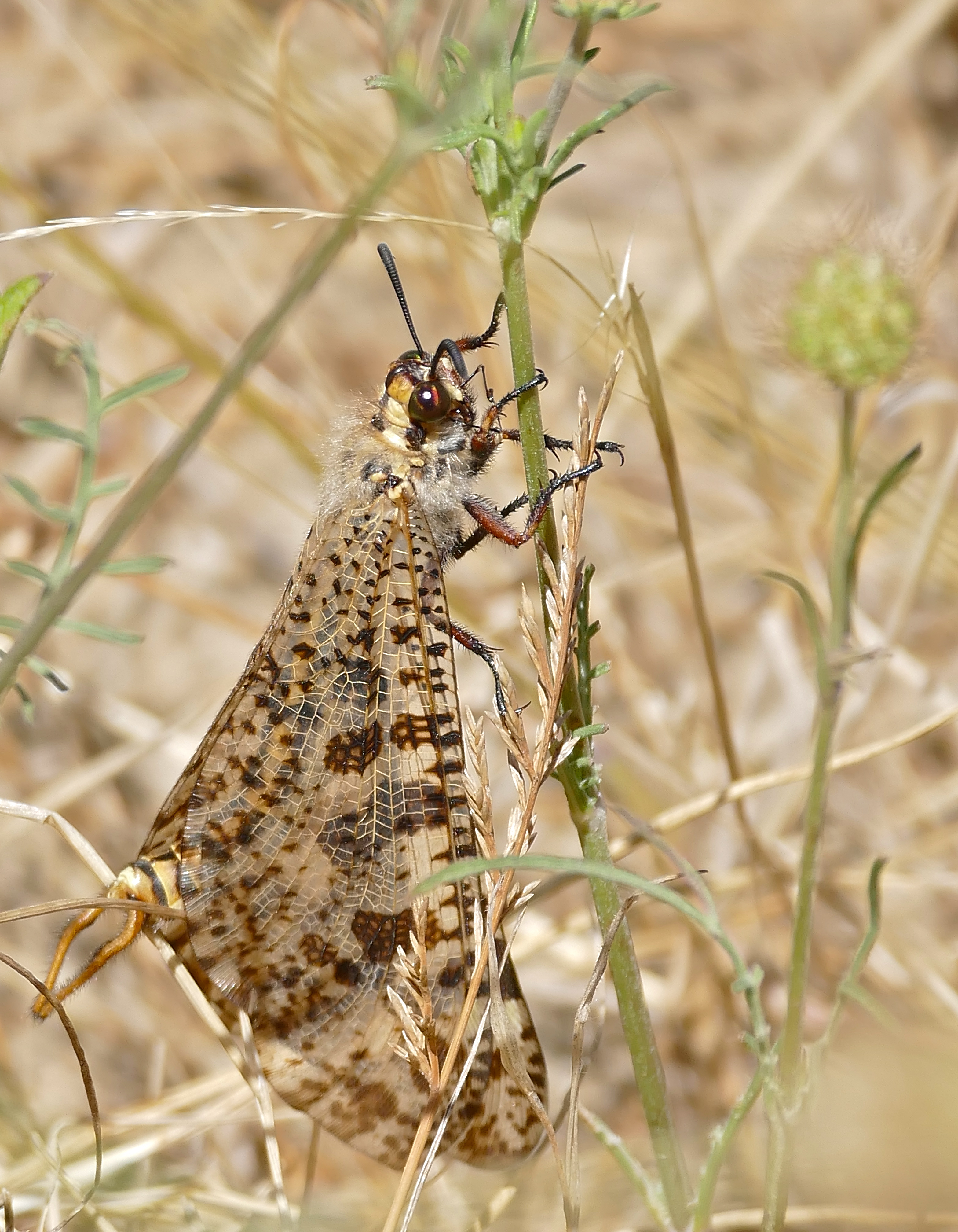 Giant Antlion (Palpares libelluloides) male (34967805844)