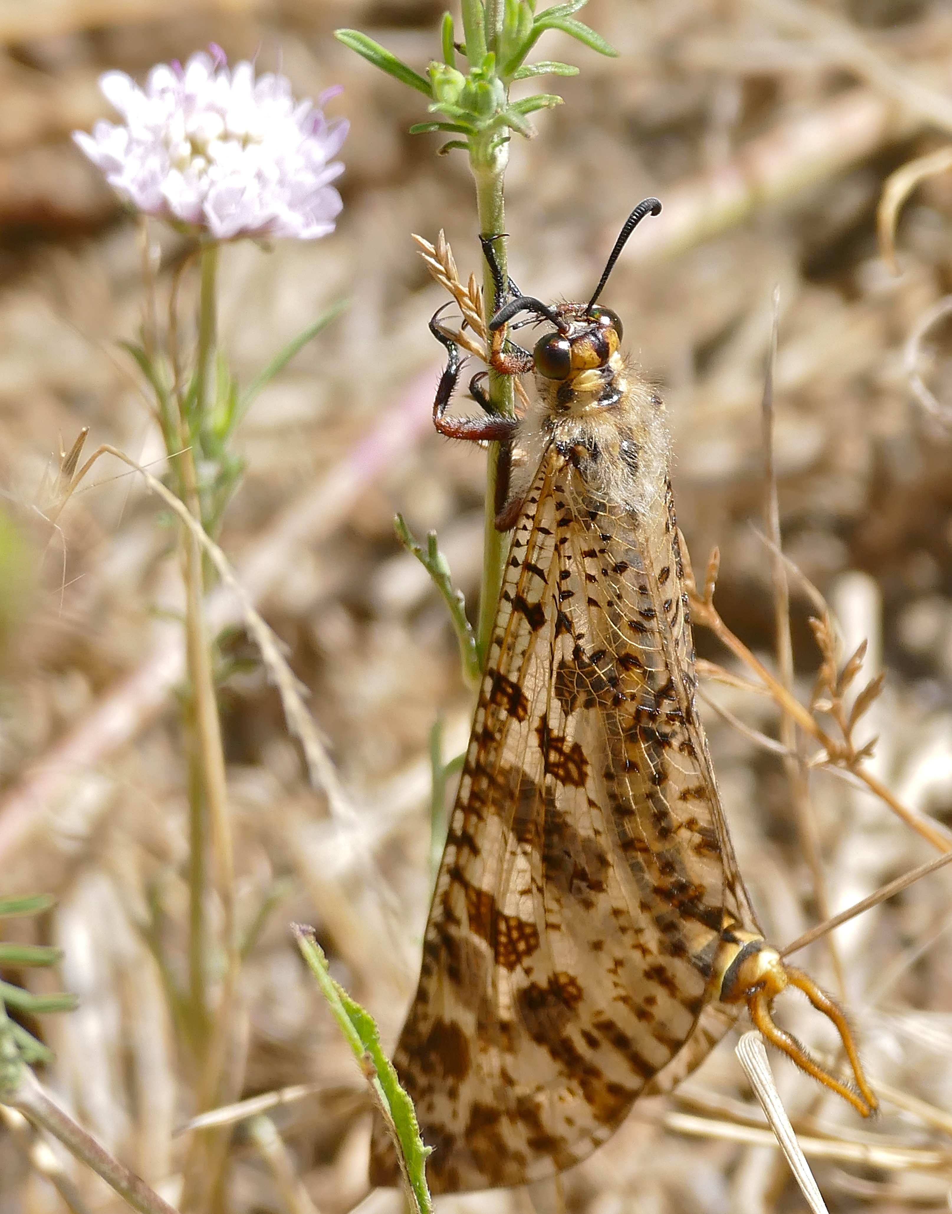 Giant Antlion (Palpares libelluloides) male (35767389096)