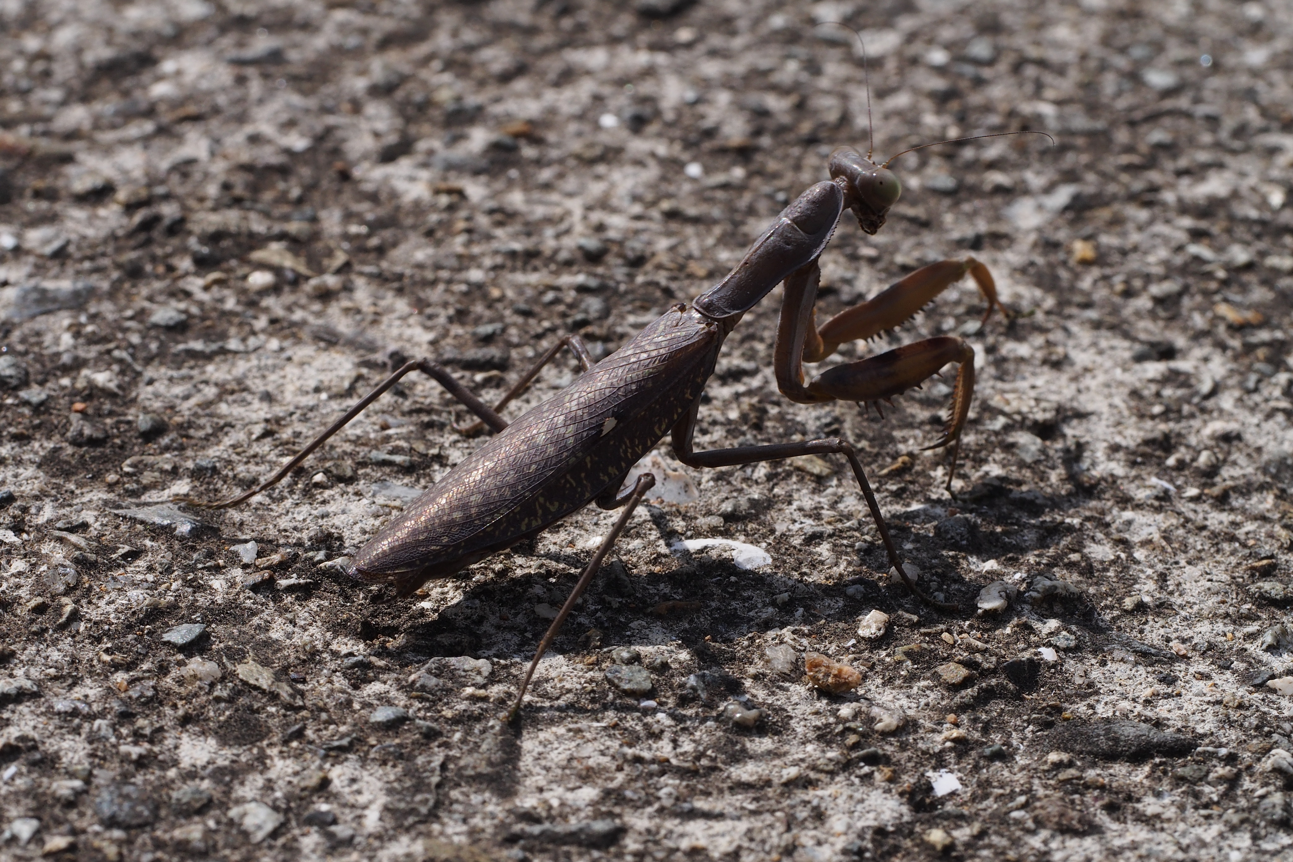 Giant Asian Mantis (Hierodula patellifera) (15335749960)