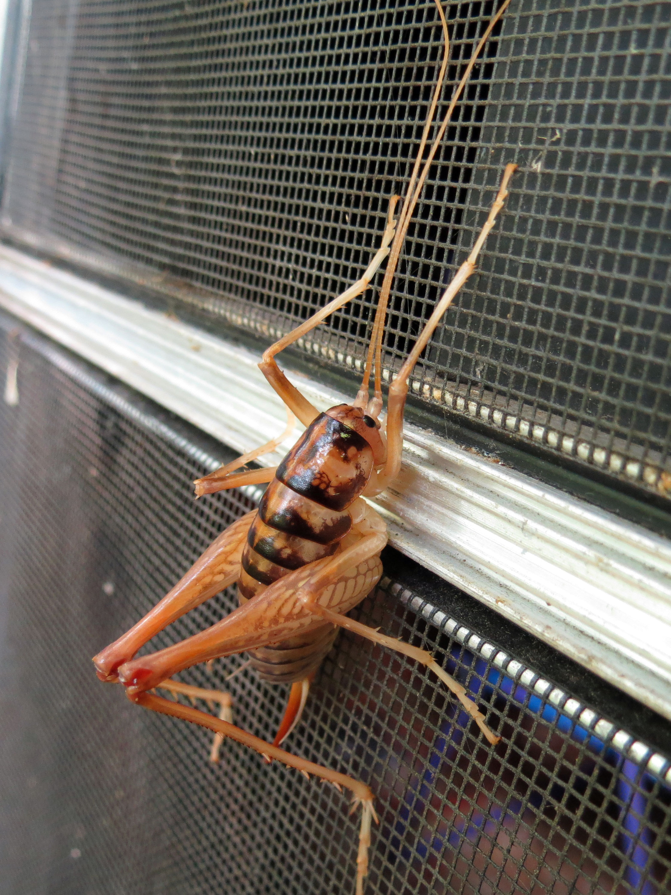 Giant Camel Cricket (14766038897)