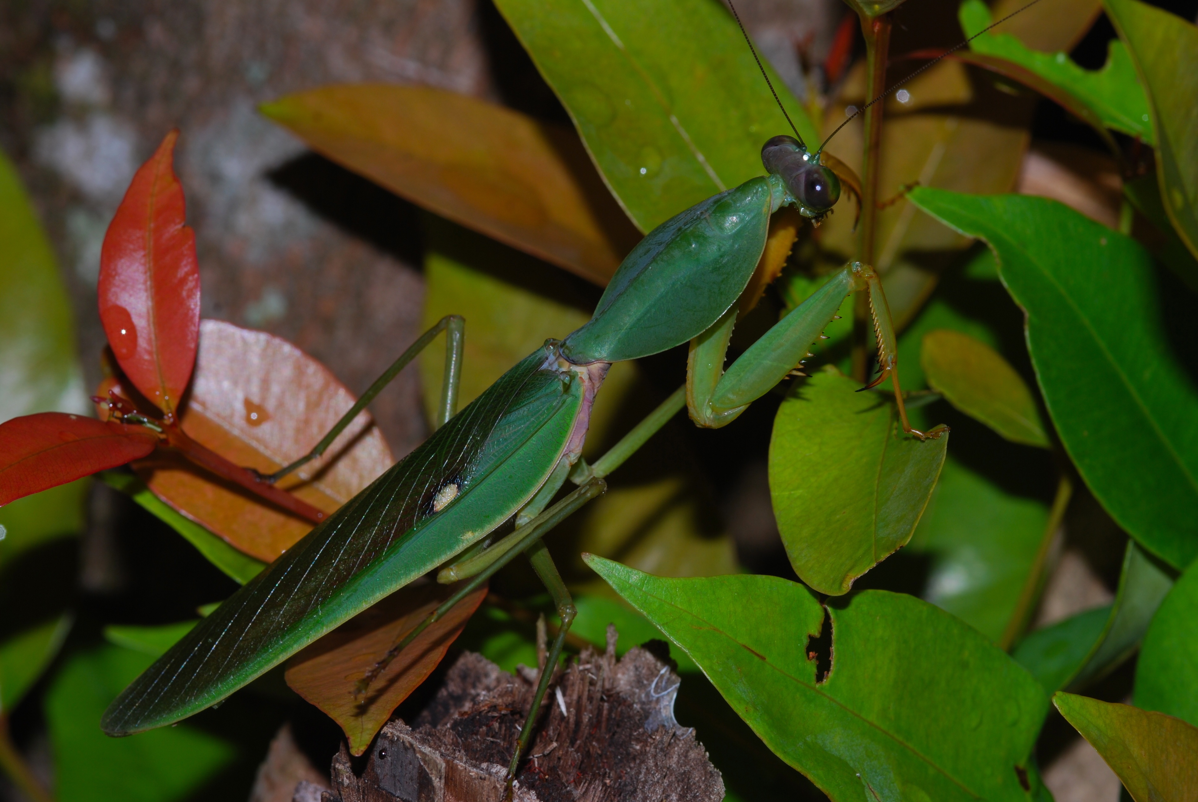 Giant Shield Mantis (Rhombodera basalis) (8674968117)