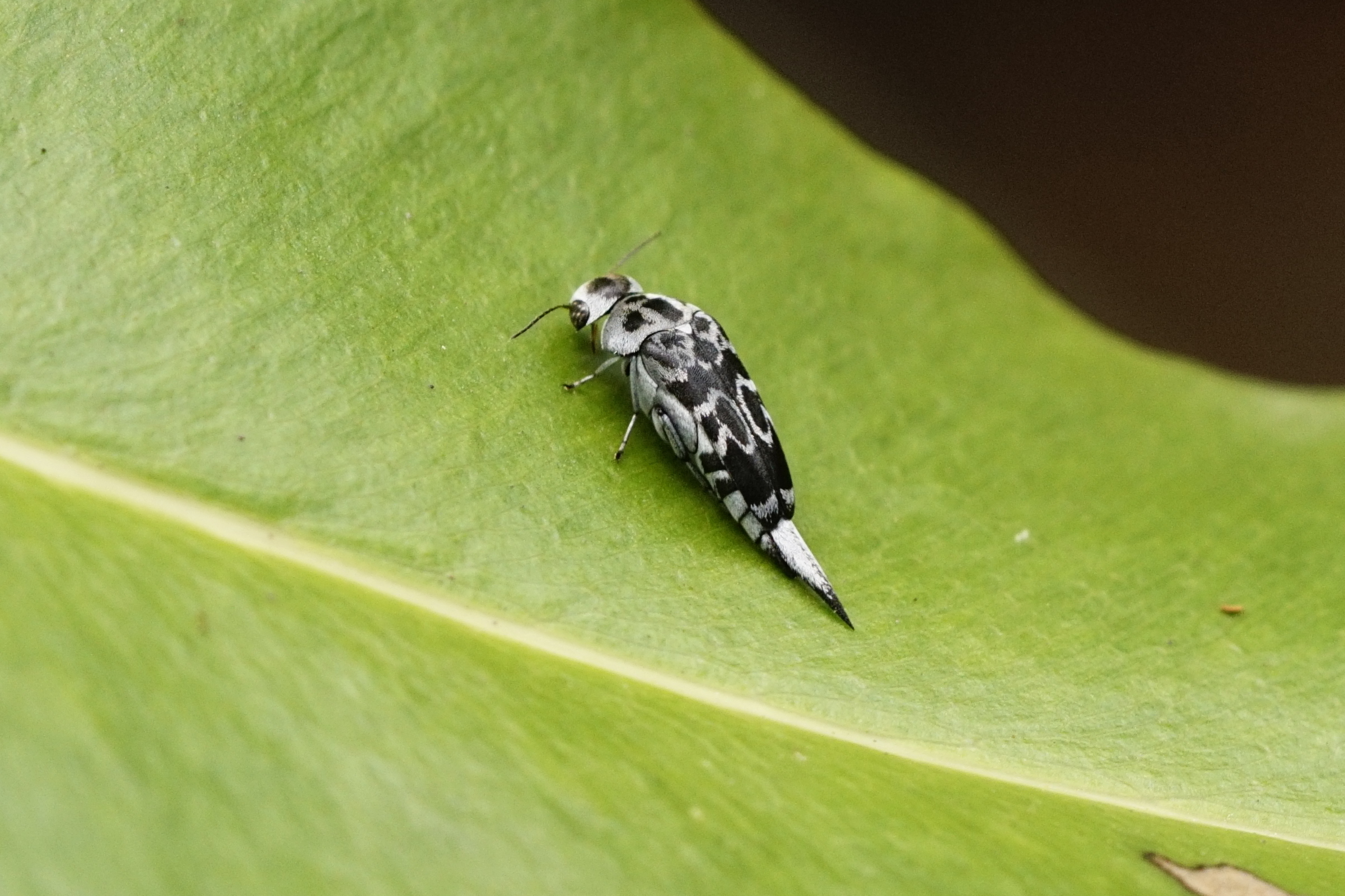 Glipa sp (Mordellidae) 5051