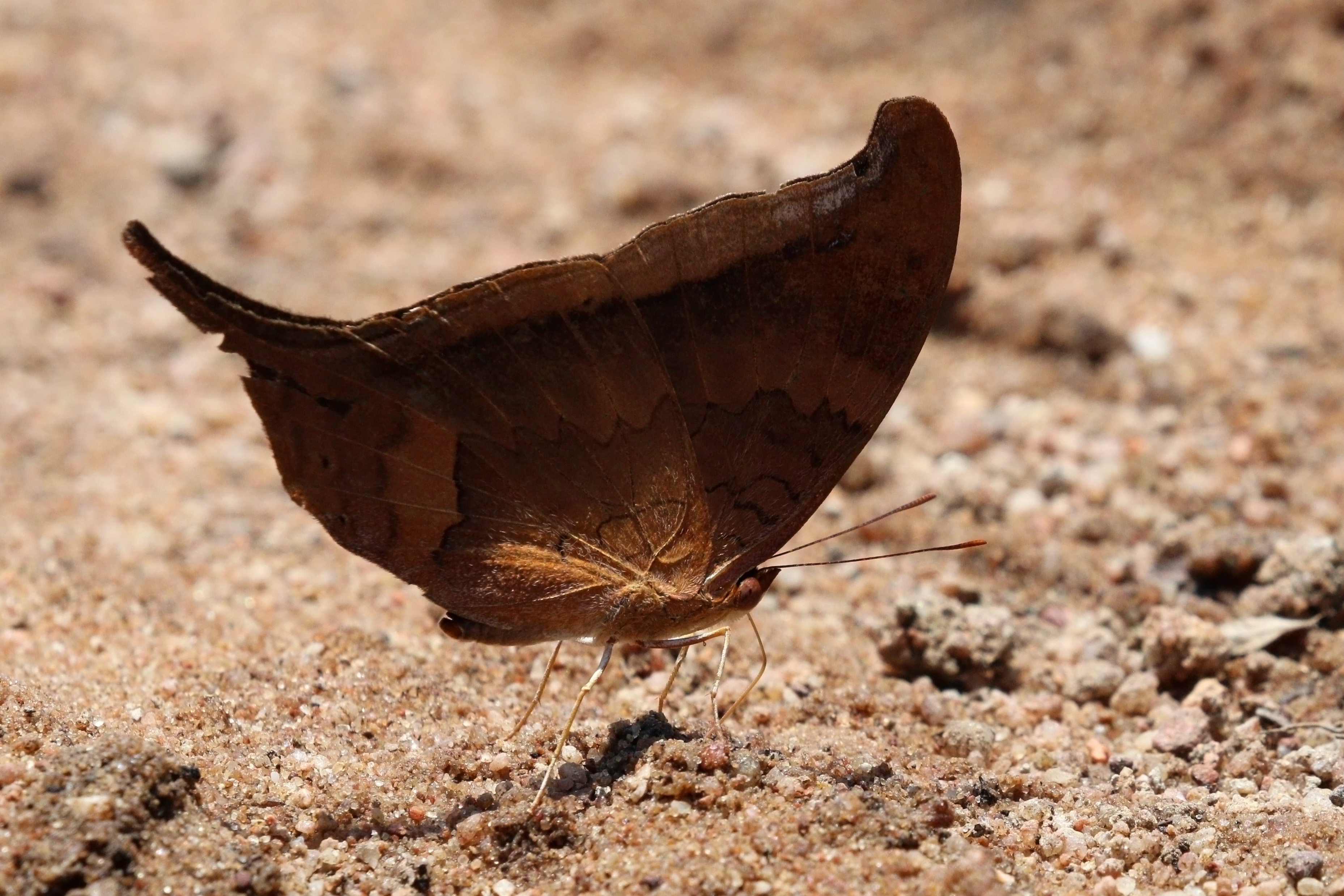 Glossy daggerwing (Marpesia furcula) underside