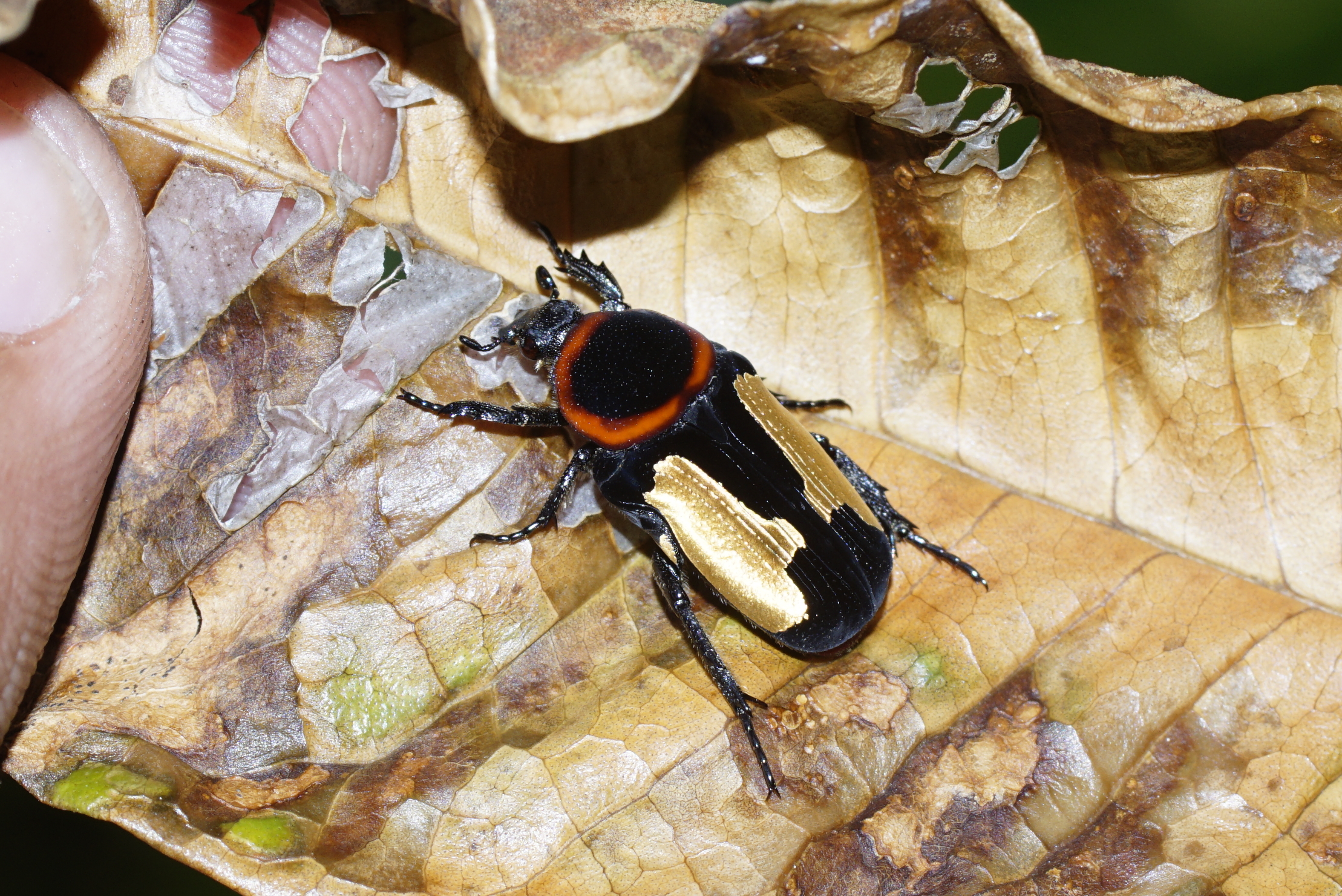 Glycyphana horsfieldi 2136