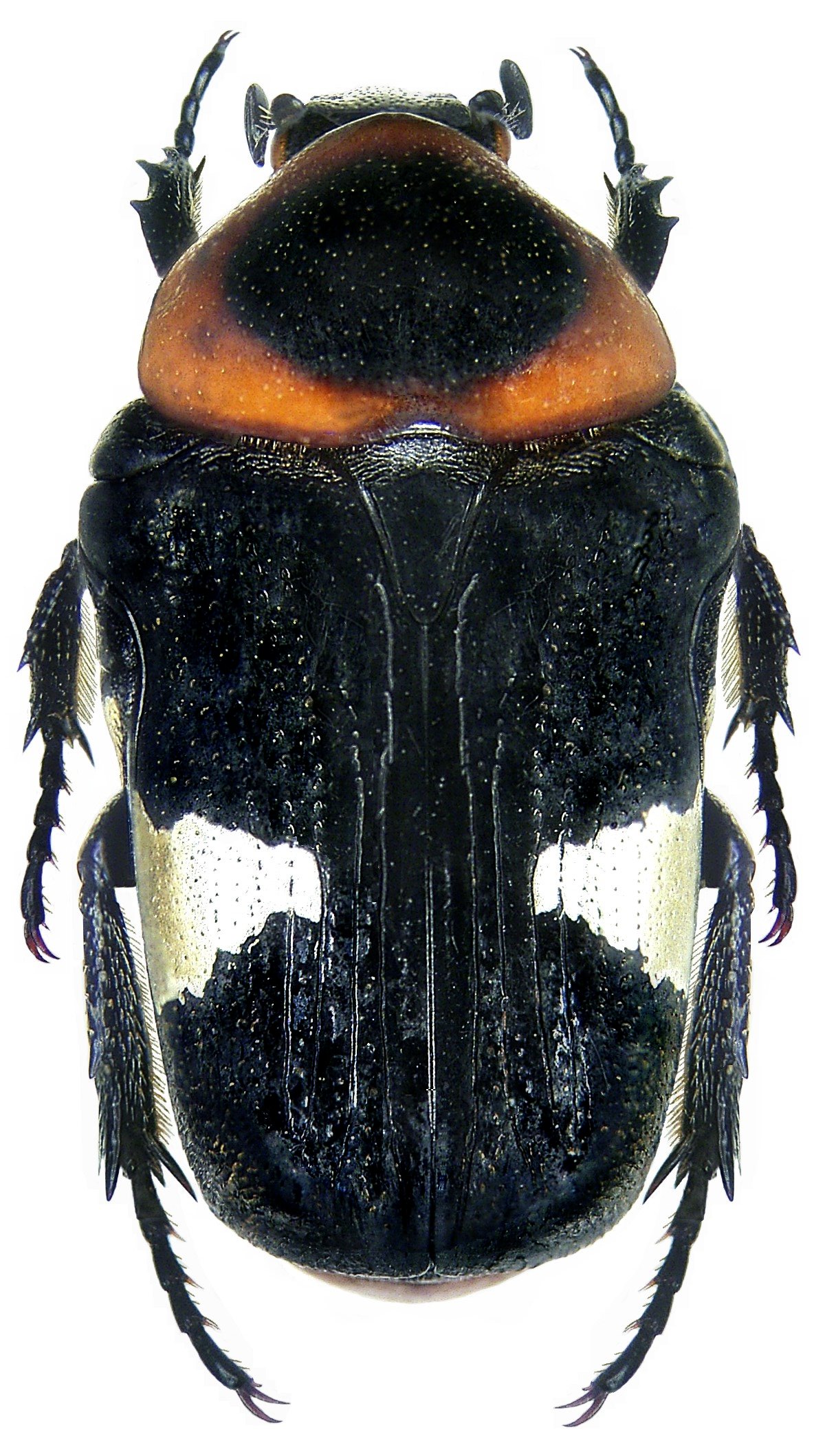 Glycyphana horsfieldi Hope, 1831 (3266353363)