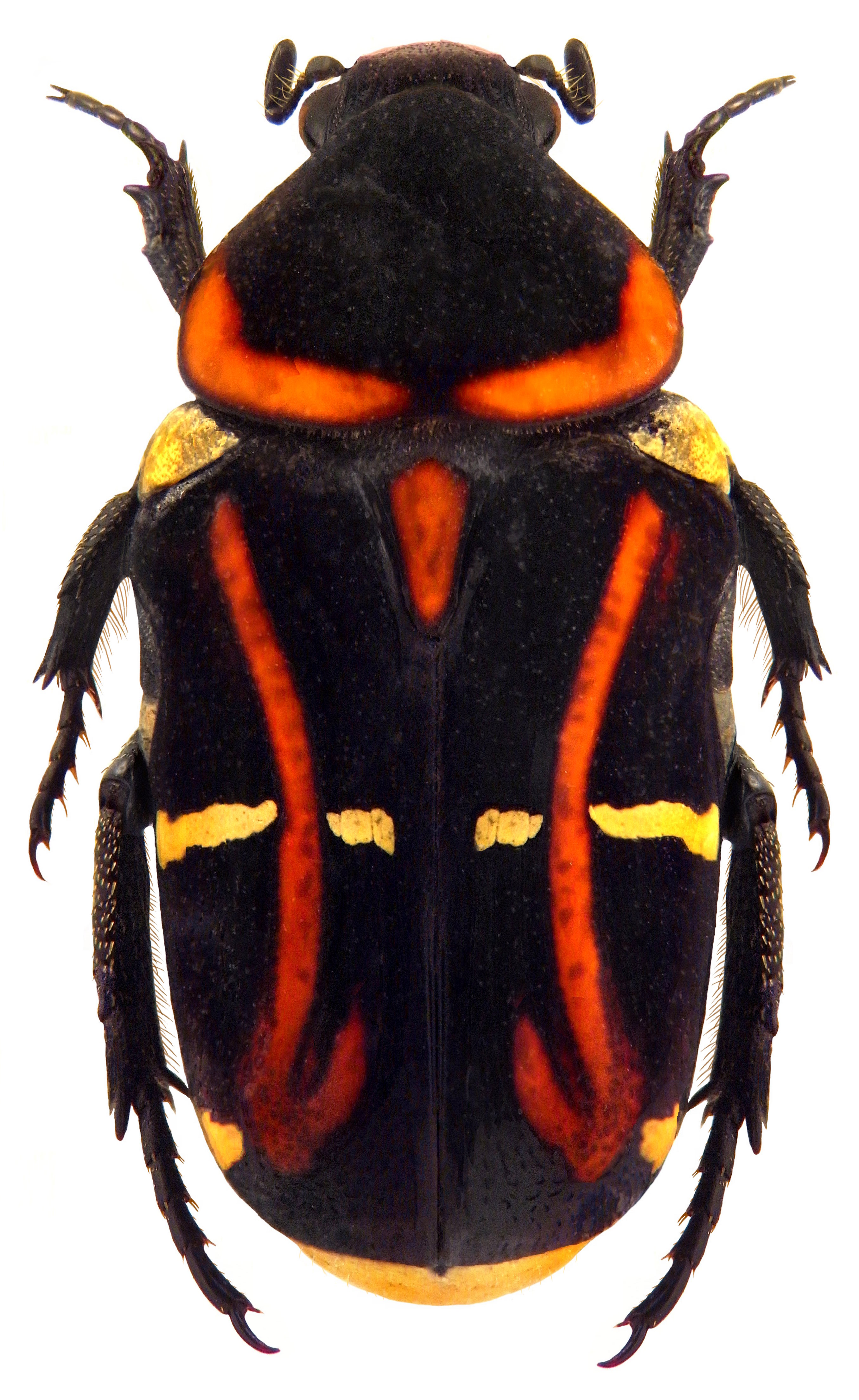 Glycyphana regalis Snellen Van Vollenhoven, 1864 (4583901229)