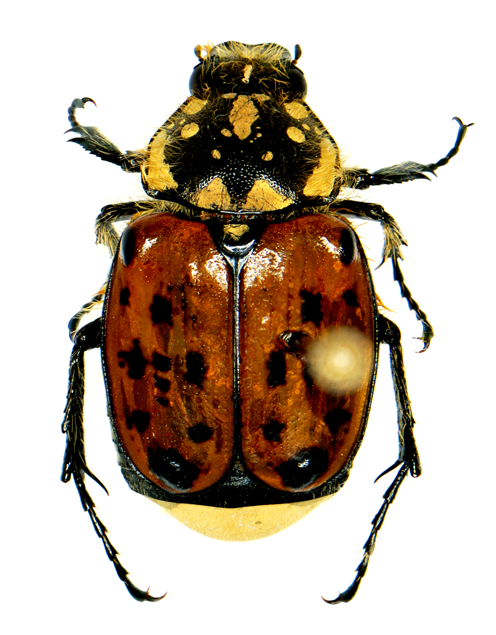 Gnorimella maculosa (Knoch)