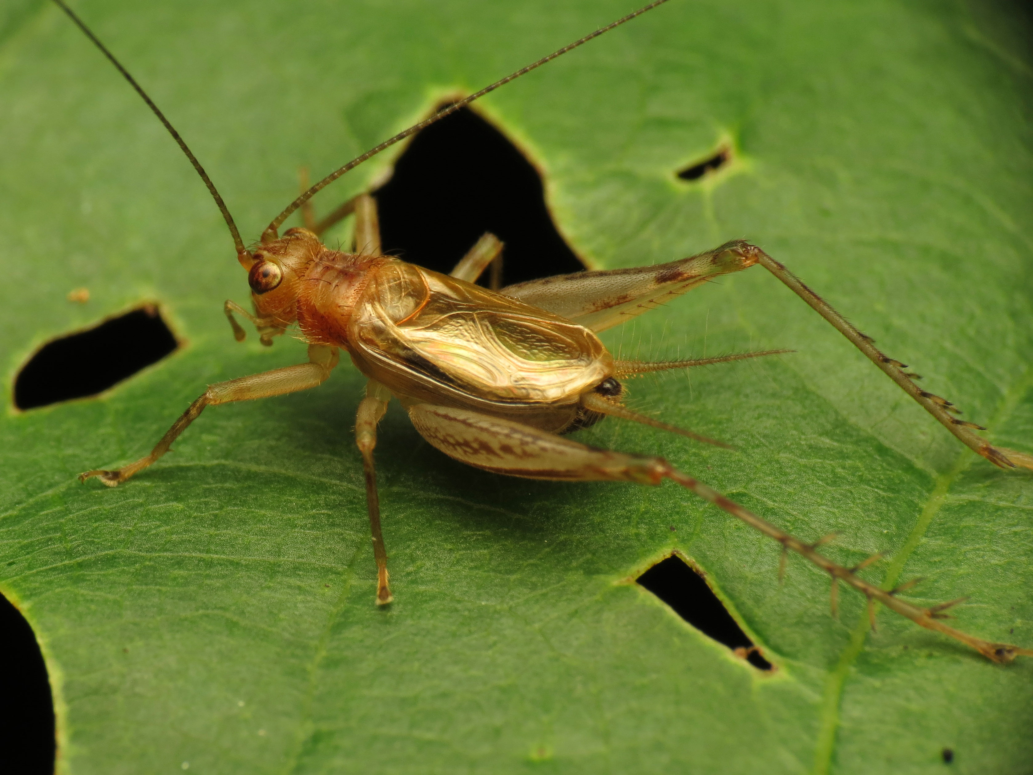Golden Cricket - Flickr - treegrow (2)