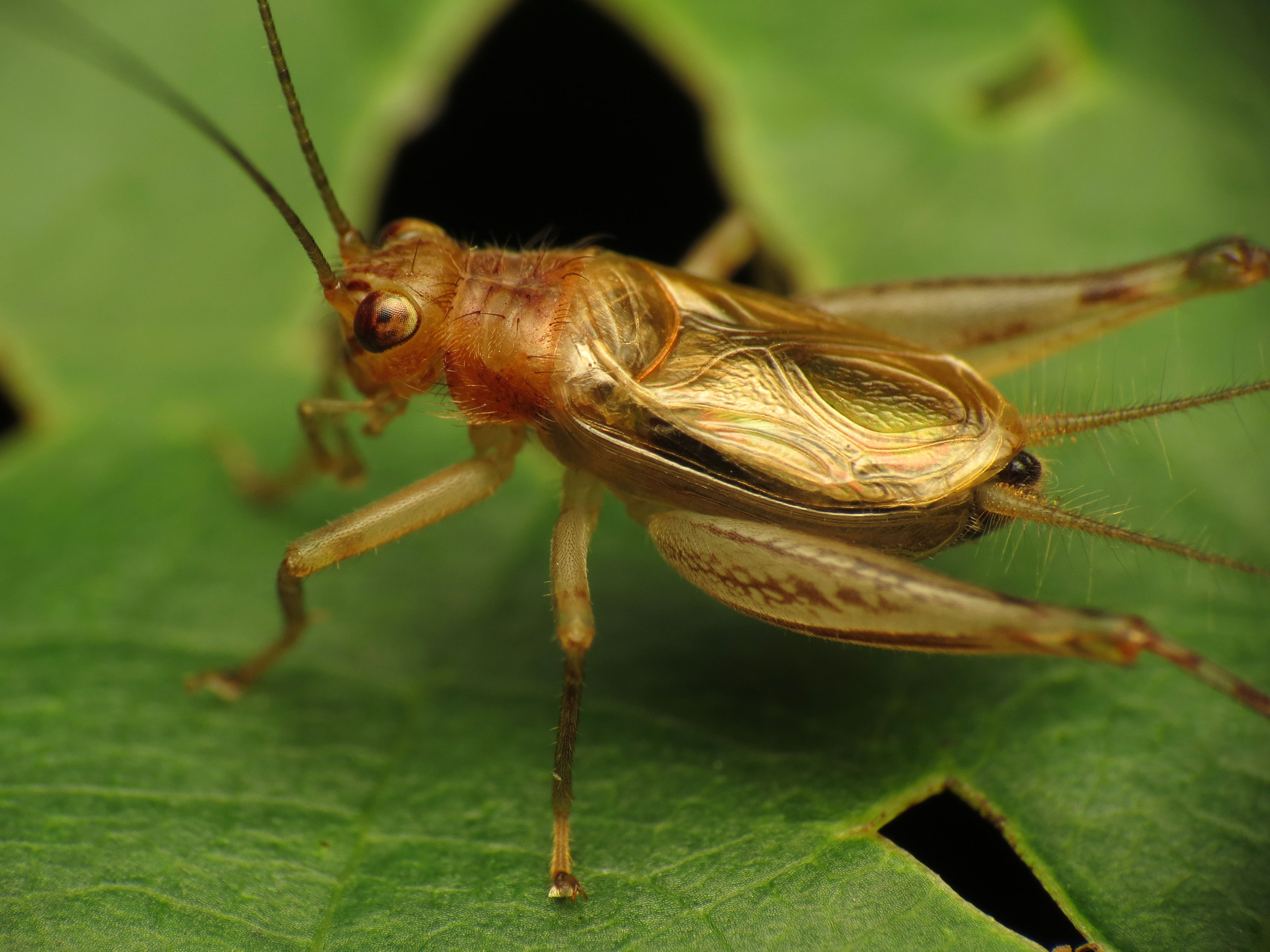Golden Cricket - Flickr - treegrow (3)
