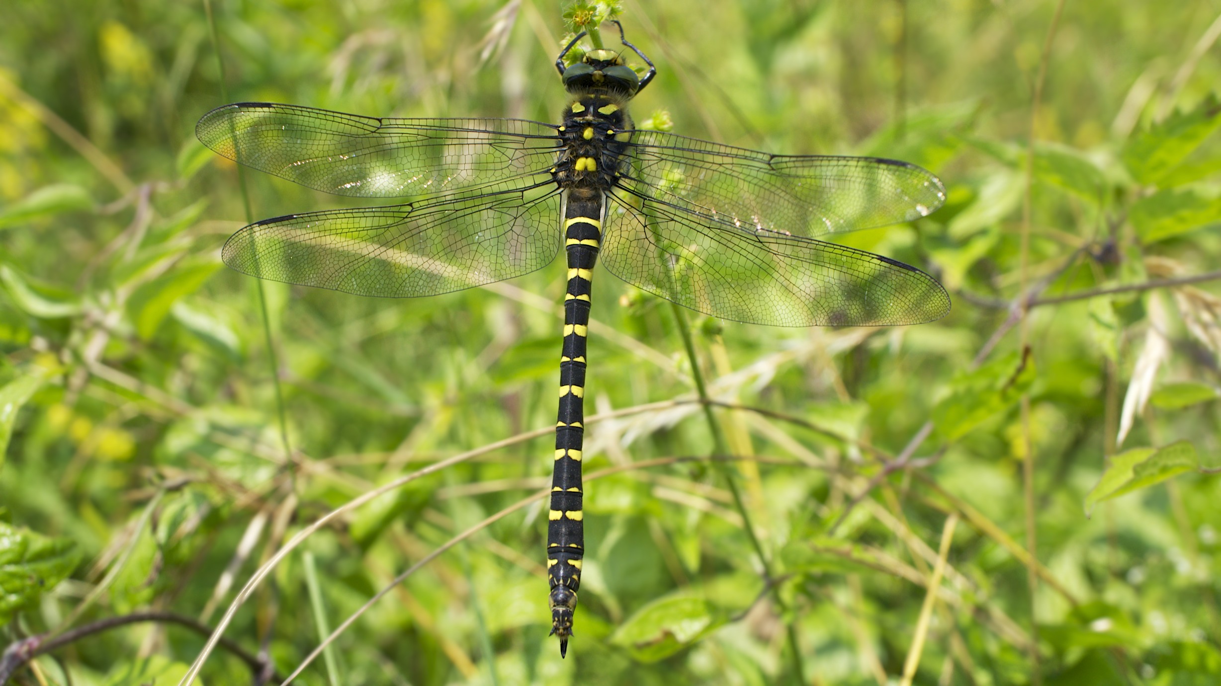 Golden Ringed Dragonfly (9333368873)