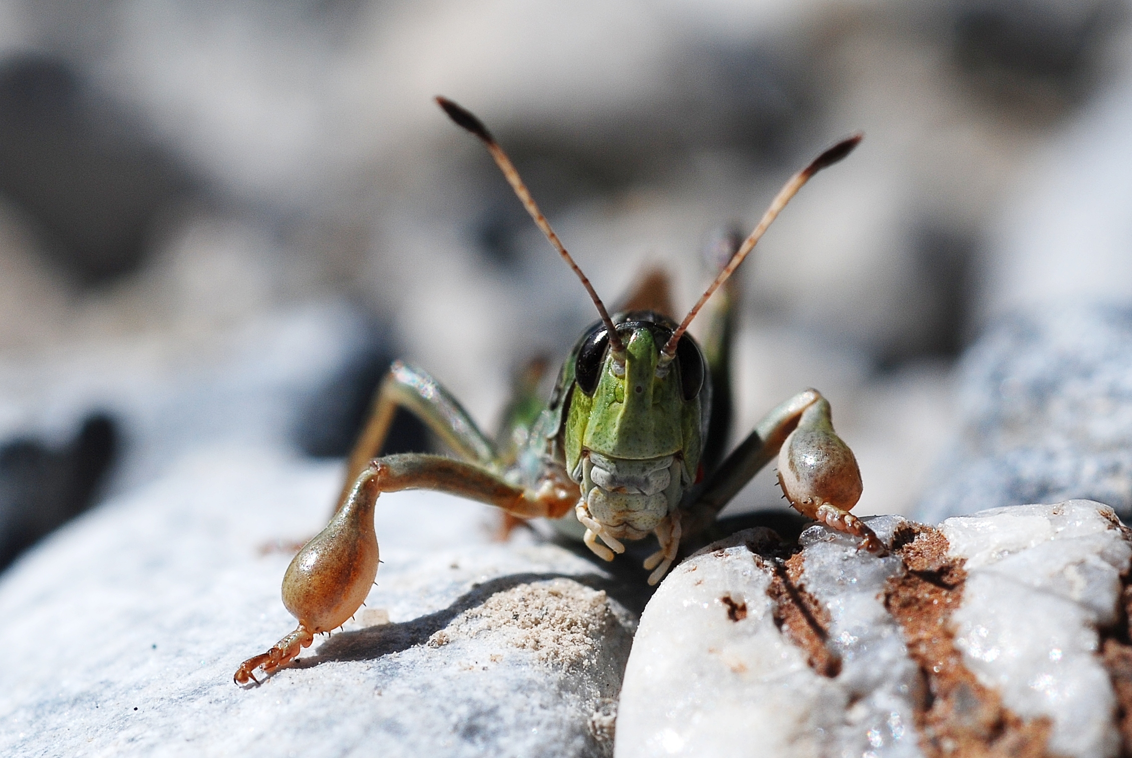 Gomphocerus sibiricus male (3786956636)