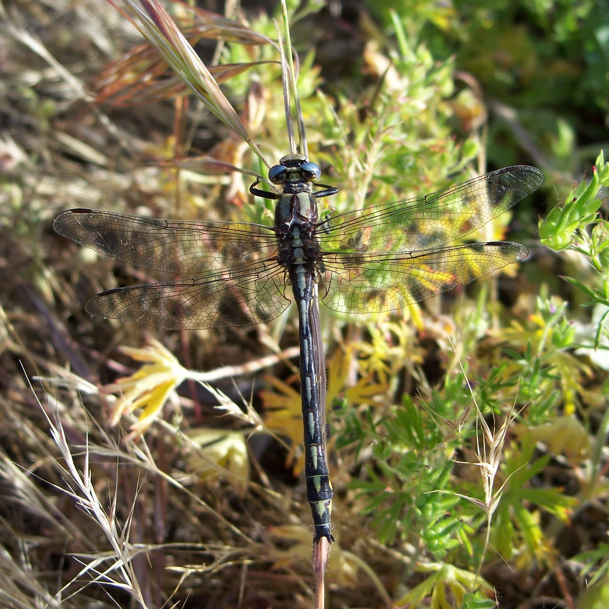 Gomphus kurilis-Male-1