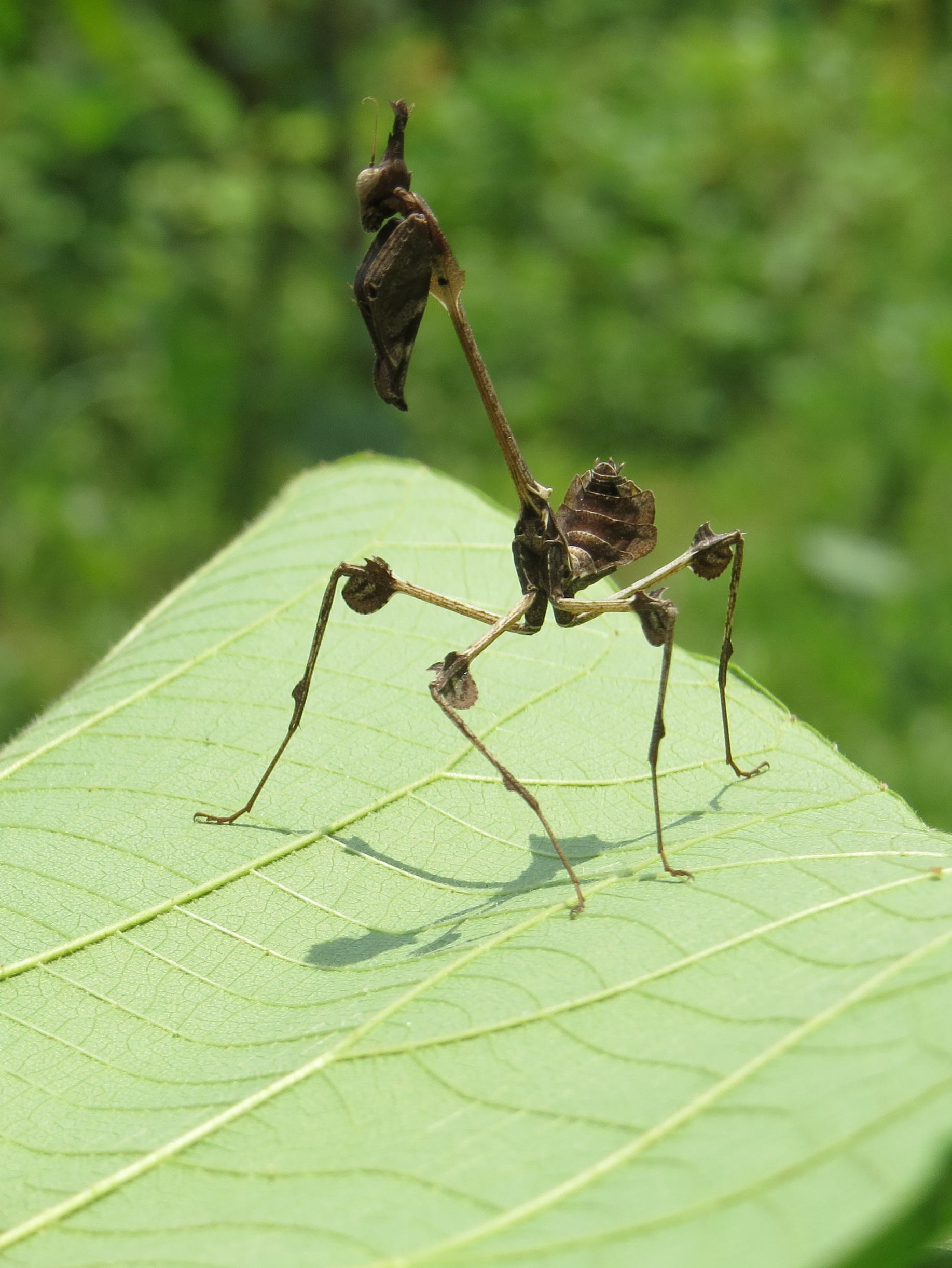 Gongylus gongylodes - wandering violin mantis - at Chooliyad 2014 (11)