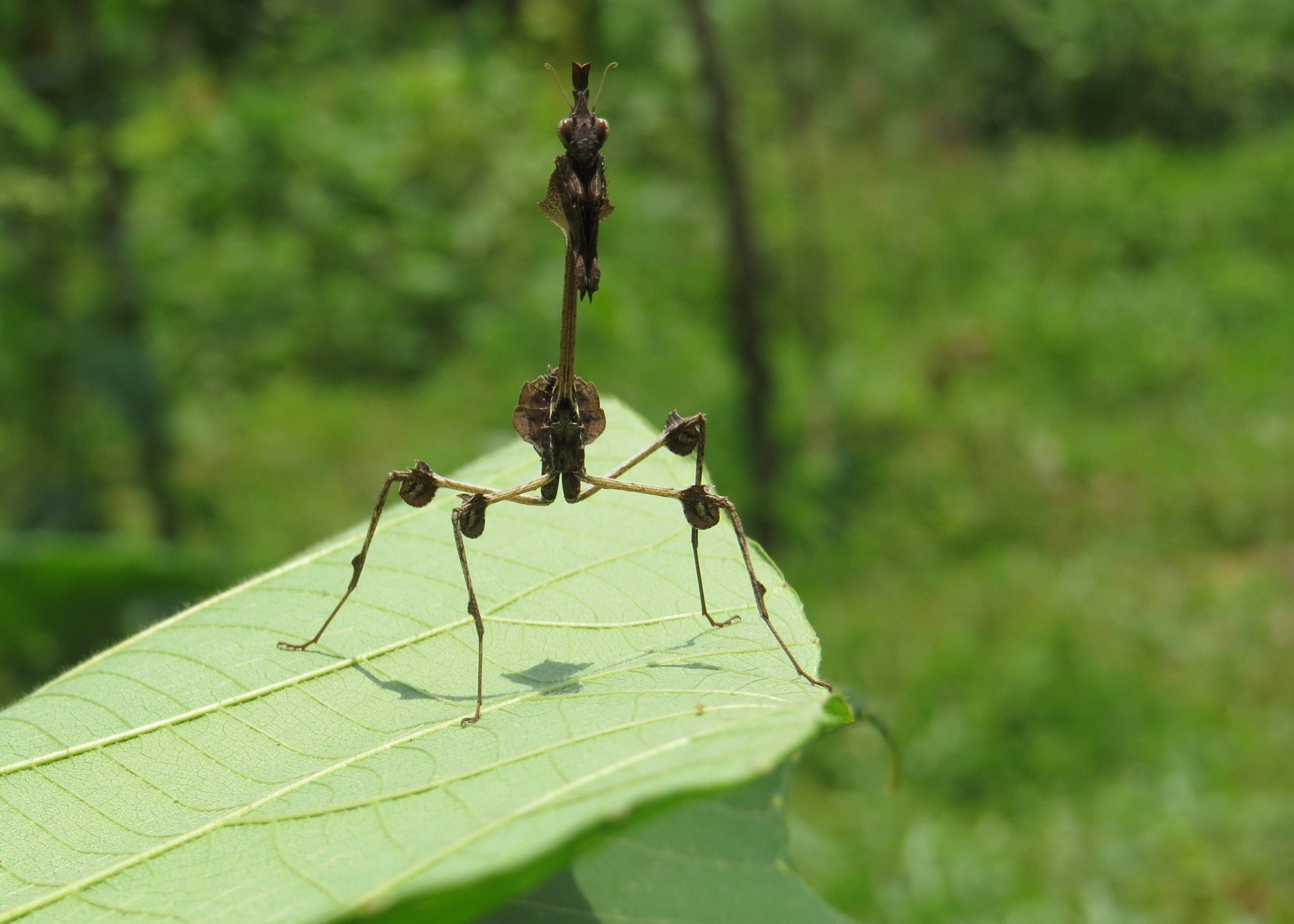 Gongylus gongylodes - wandering violin mantis - at Chooliyad 2014 (13)