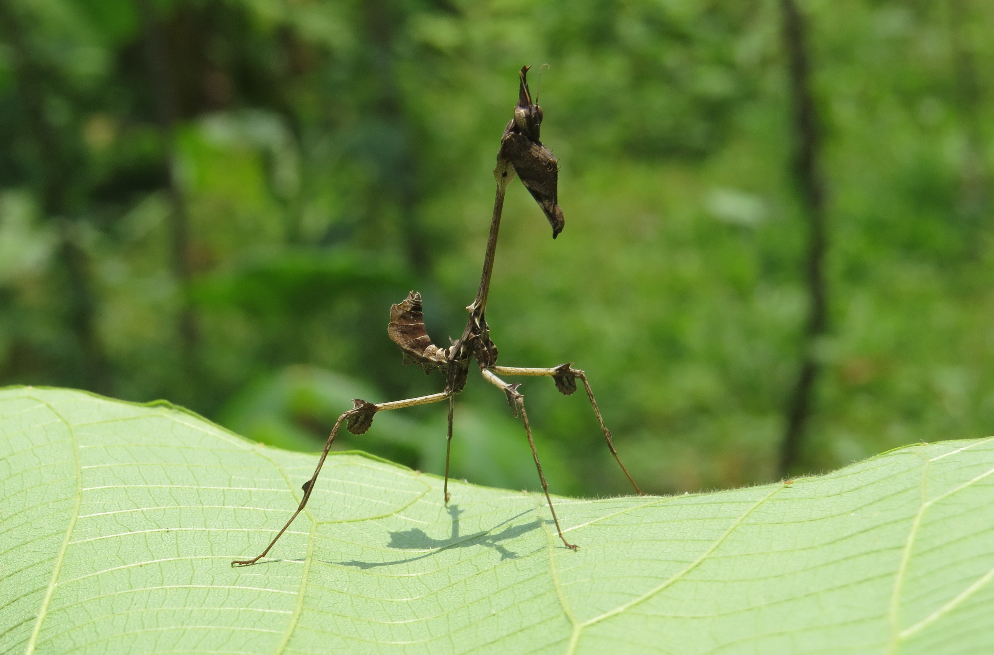 Gongylus gongylodes - wandering violin mantis - at Chooliyad 2014 (15)