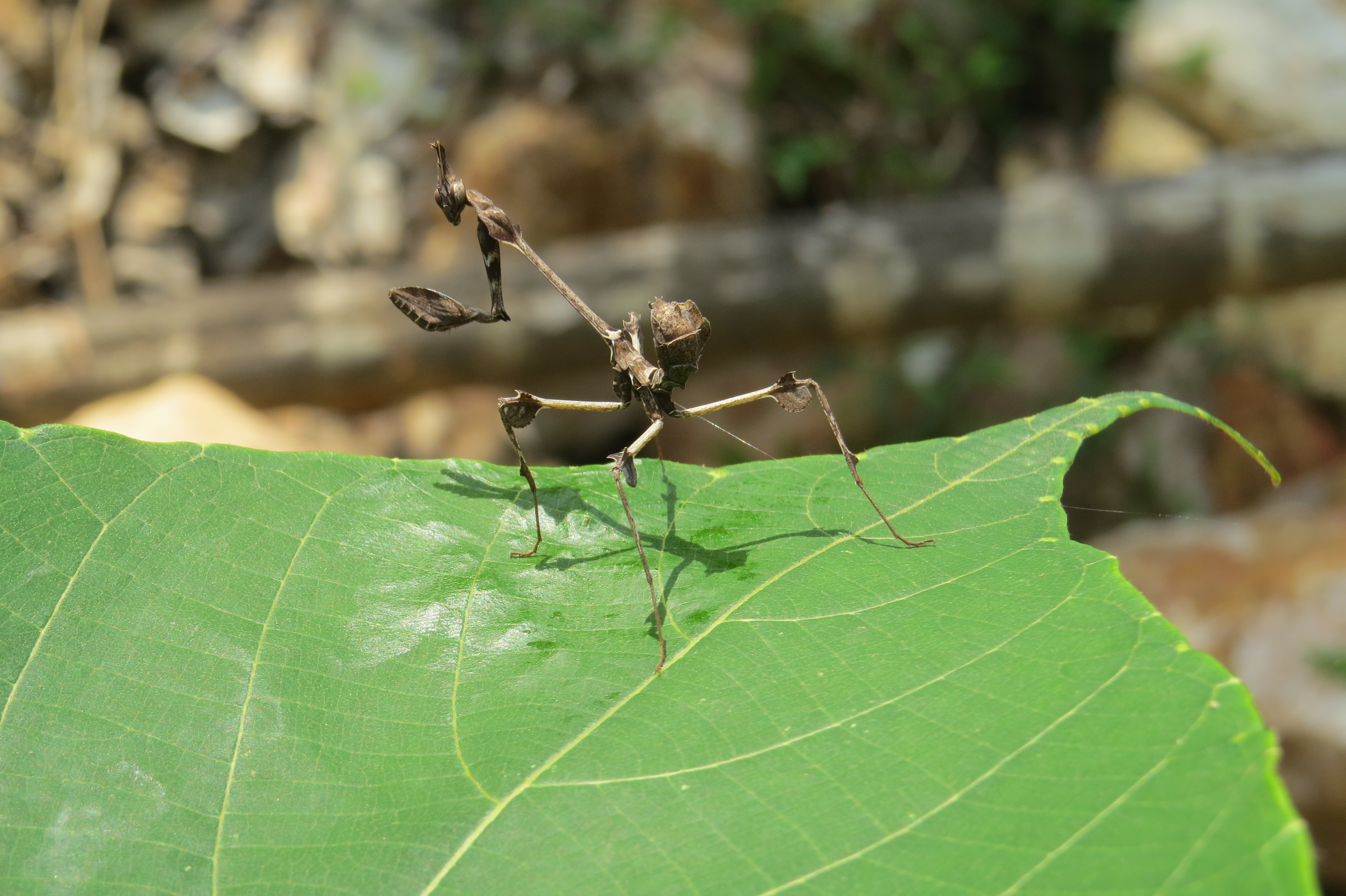 Gongylus gongylodes - wandering violin mantis - at Chooliyad 2014 (5)