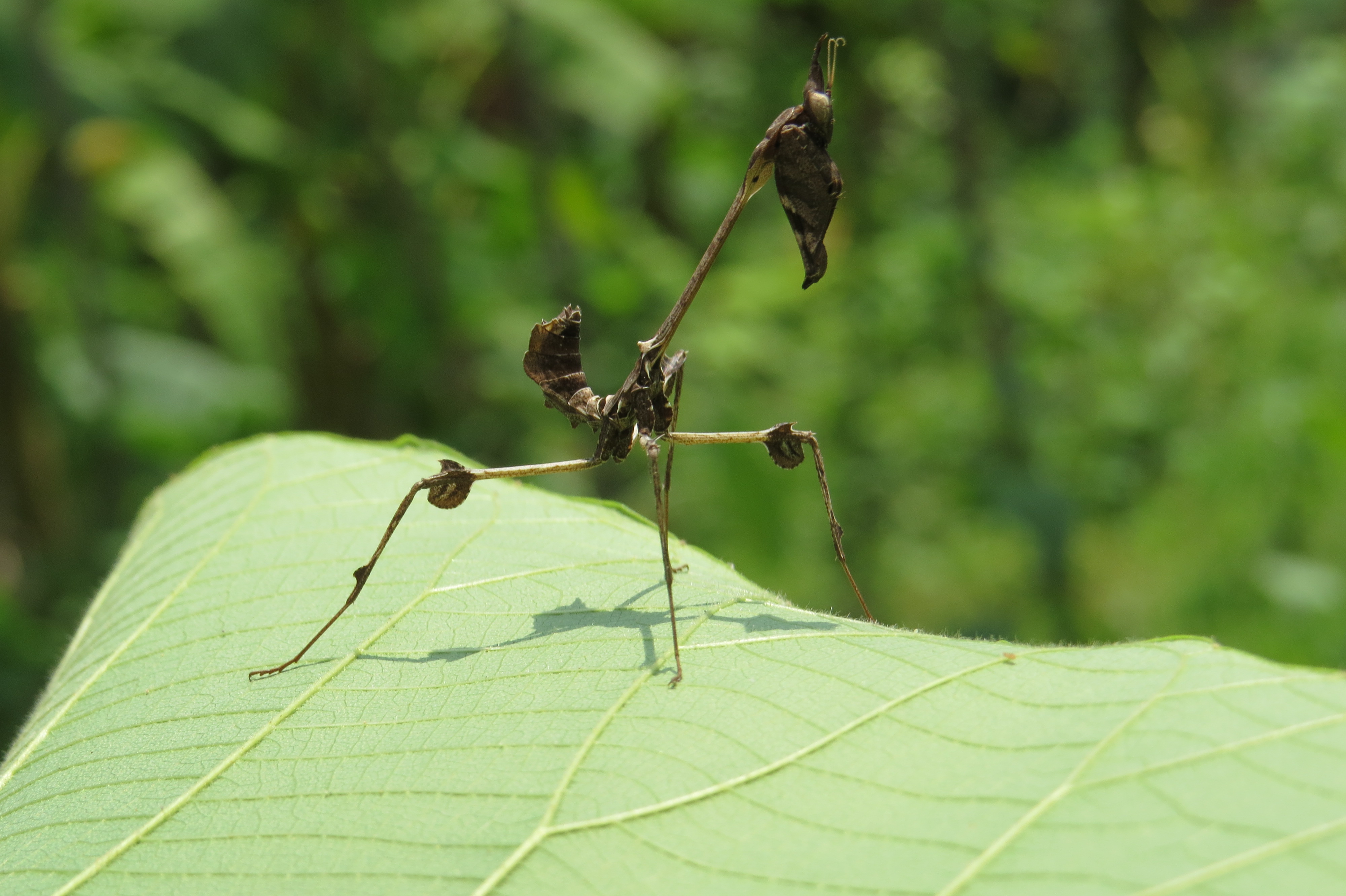 Gongylus gongylodes - wandering violin mantis - at Chooliyad 2014 (6)