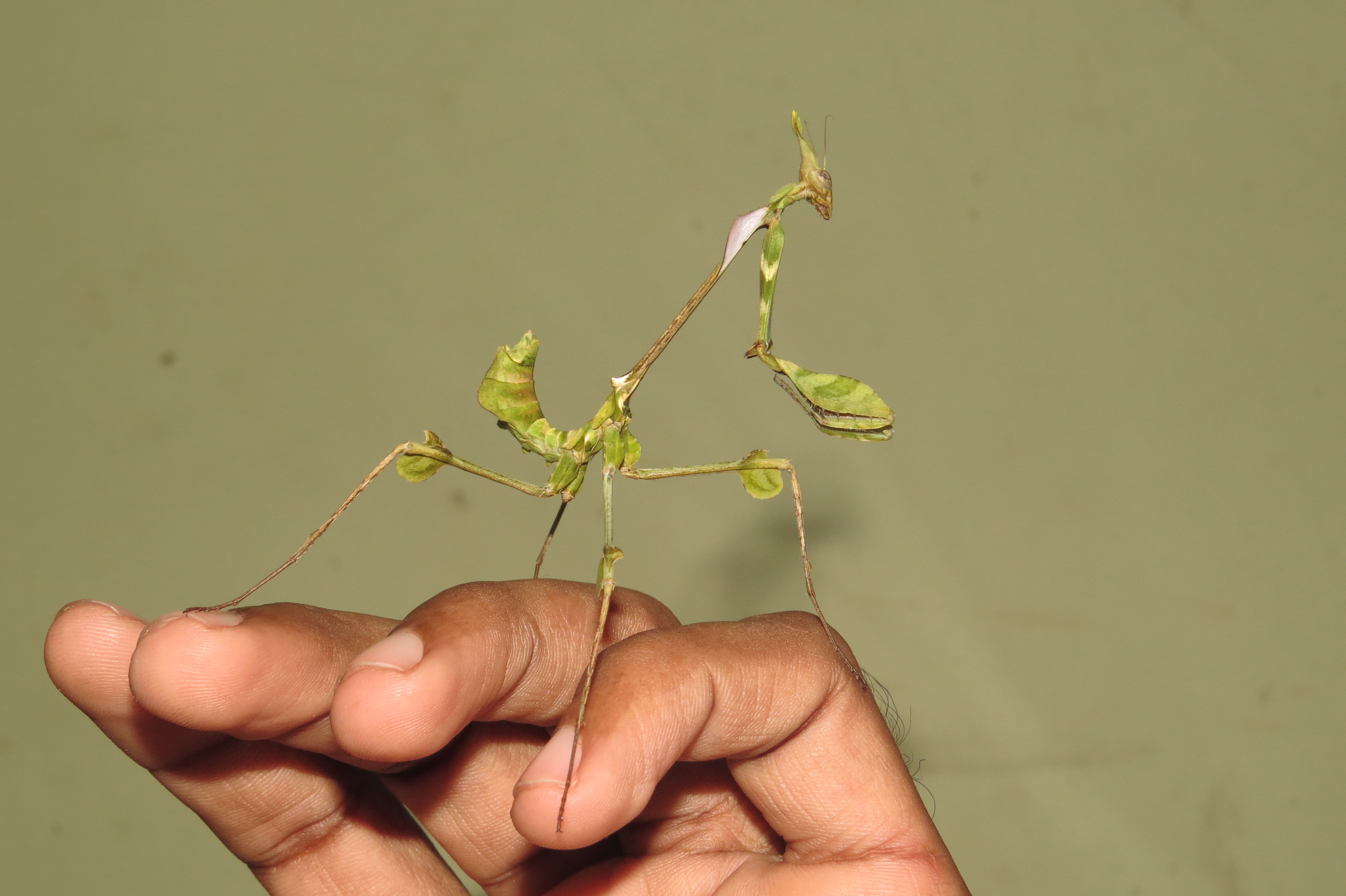 Gongylus gongylodes - Wandering Violin Mantis - at Peravoor (1)