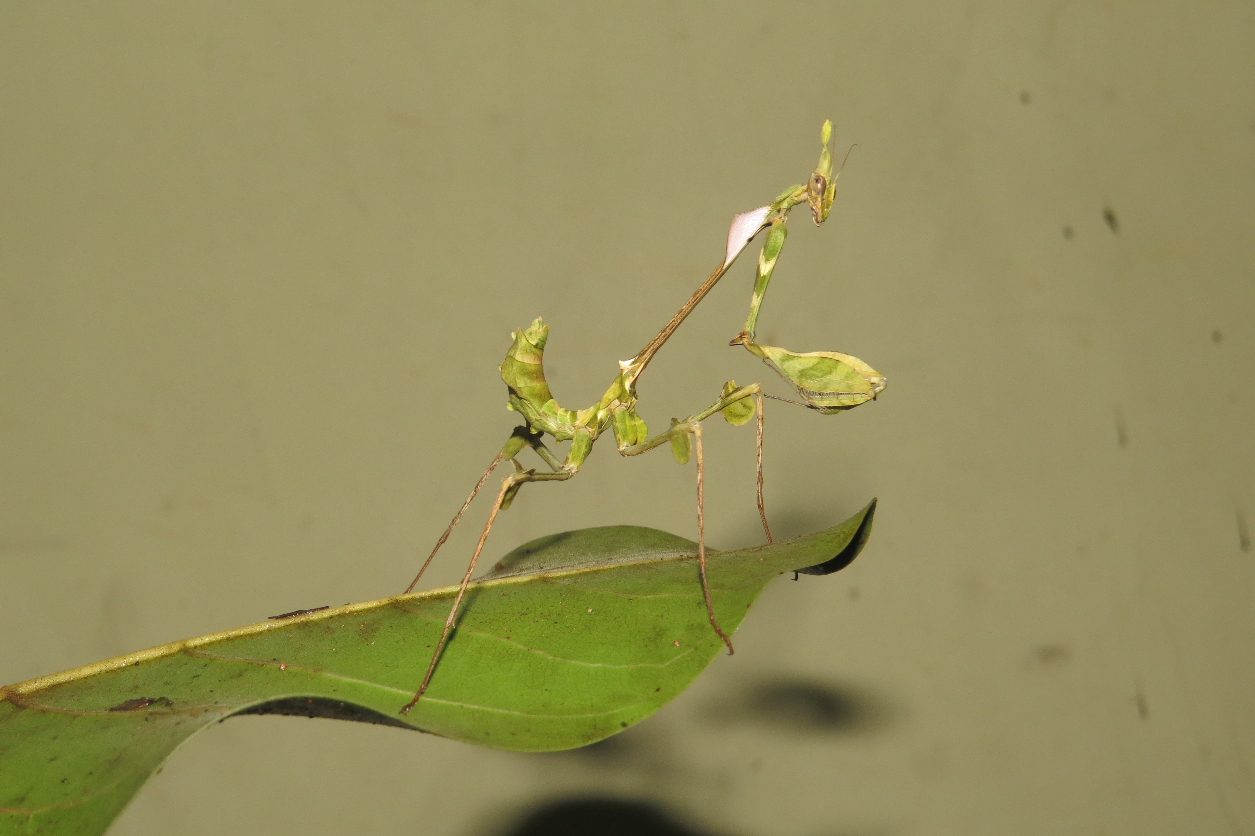 Gongylus gongylodes - Wandering Violin Mantis - at Peravoor (3)