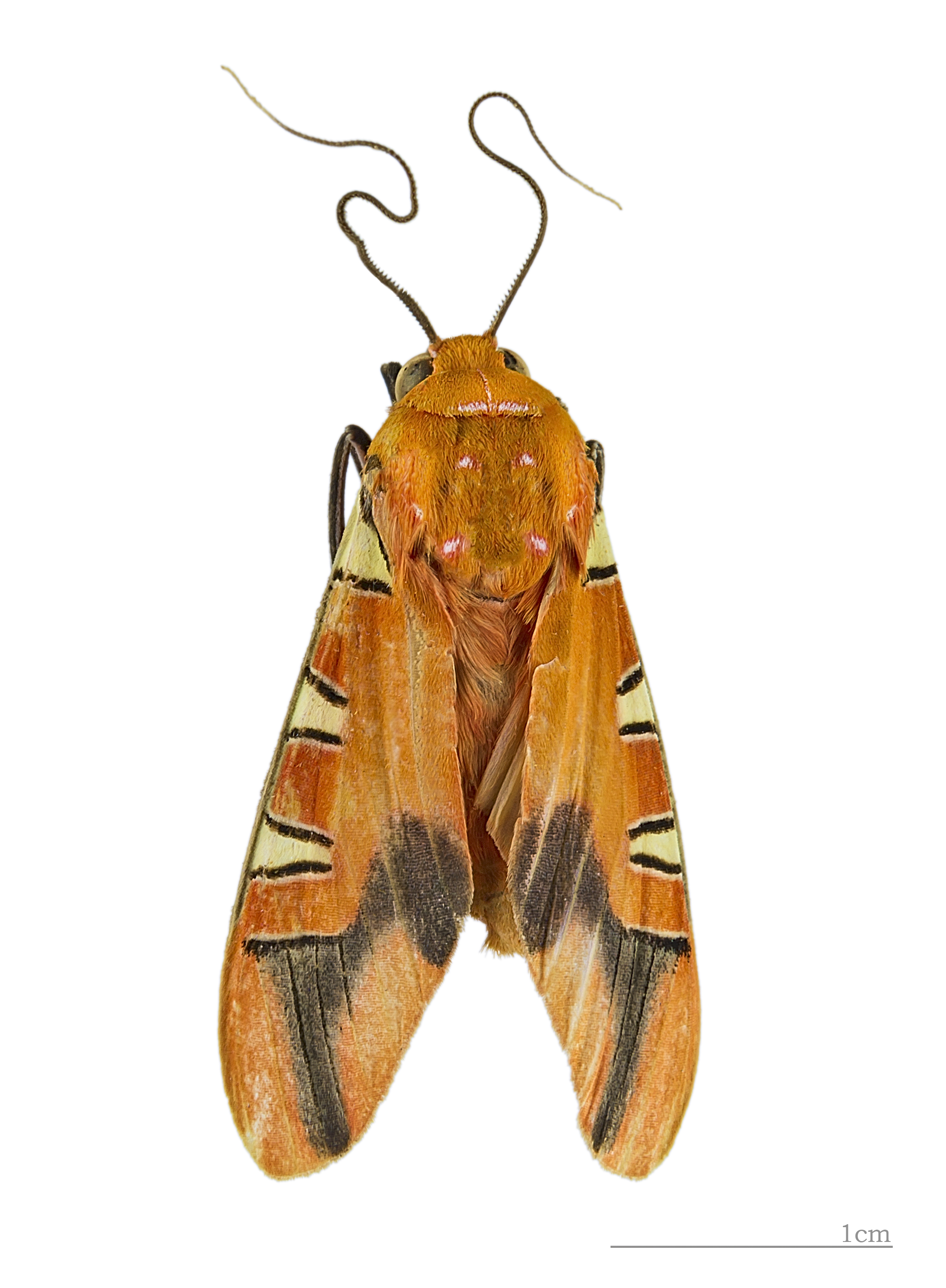 Gorgonidia buckleyi whitfordi MHNT