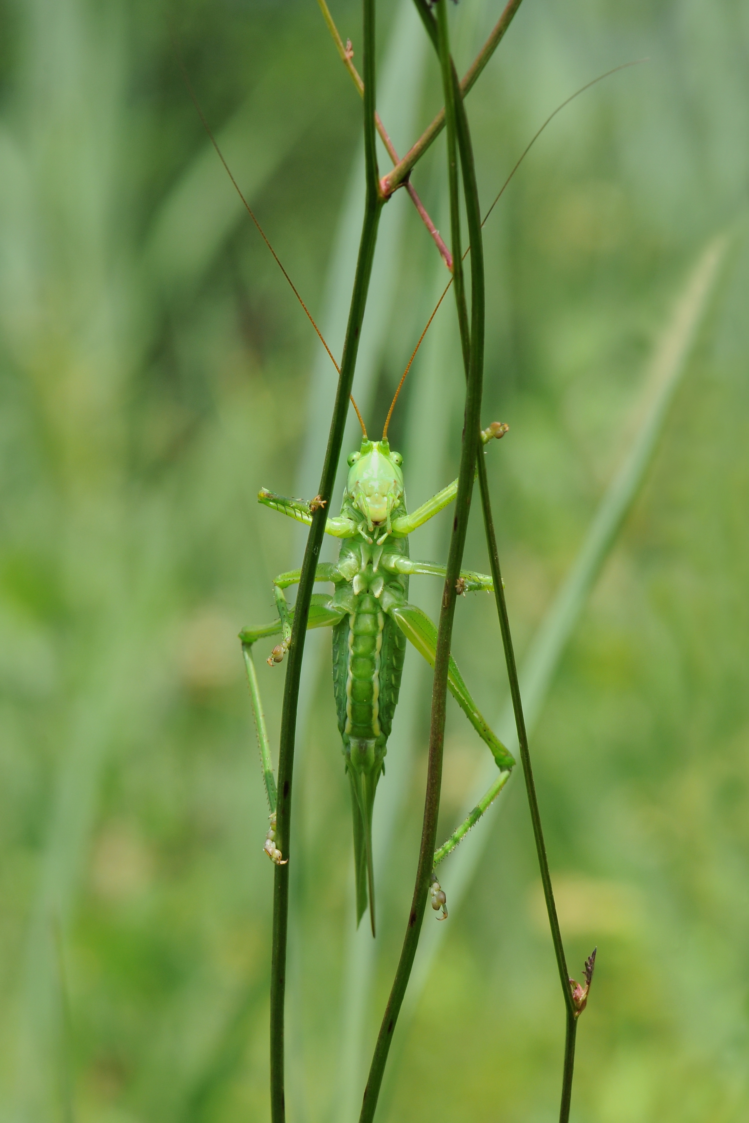 Grünes Heupferd ♀ Tettigonia viridissima