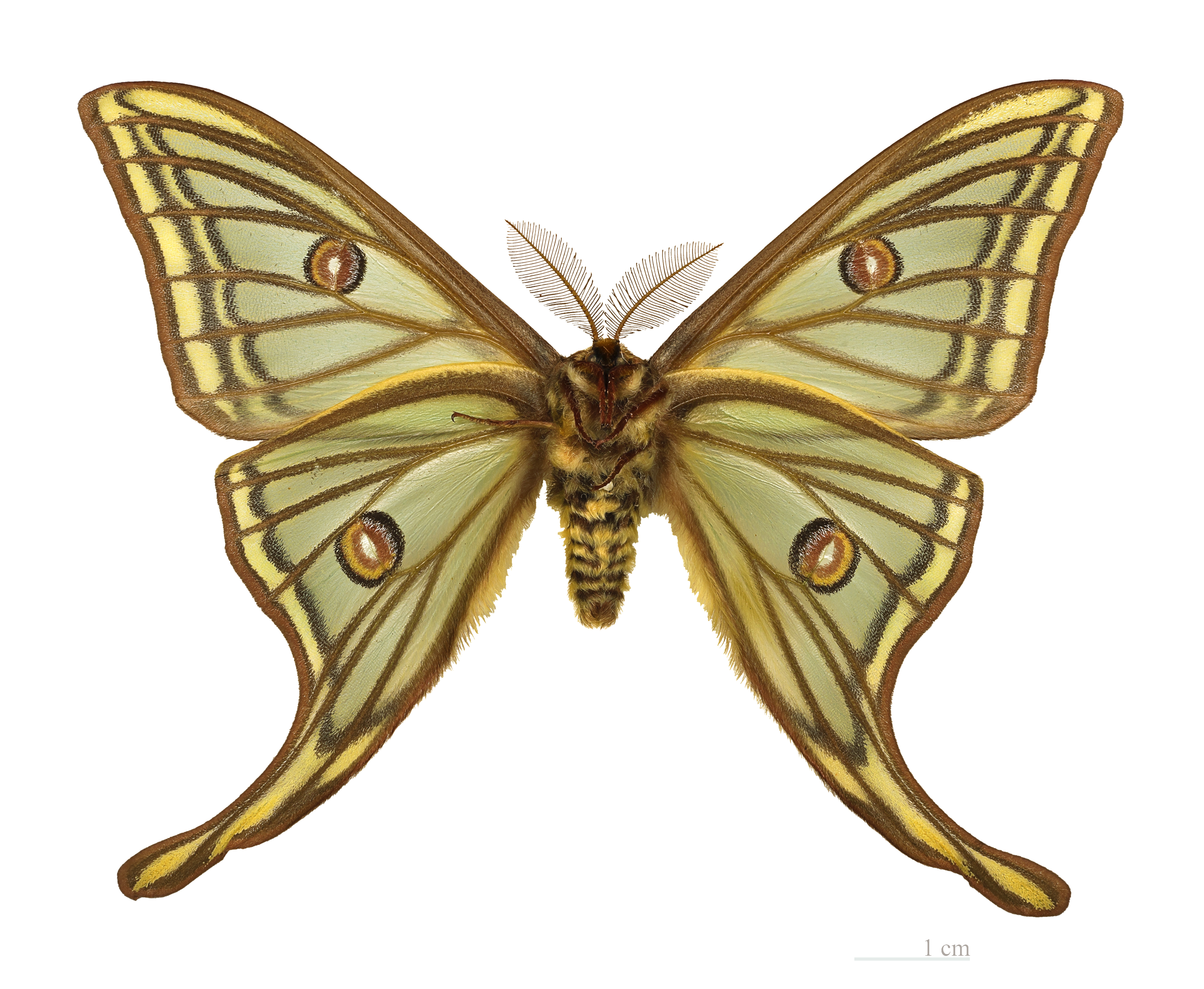 Graellsia isabellae MHNT male ventre