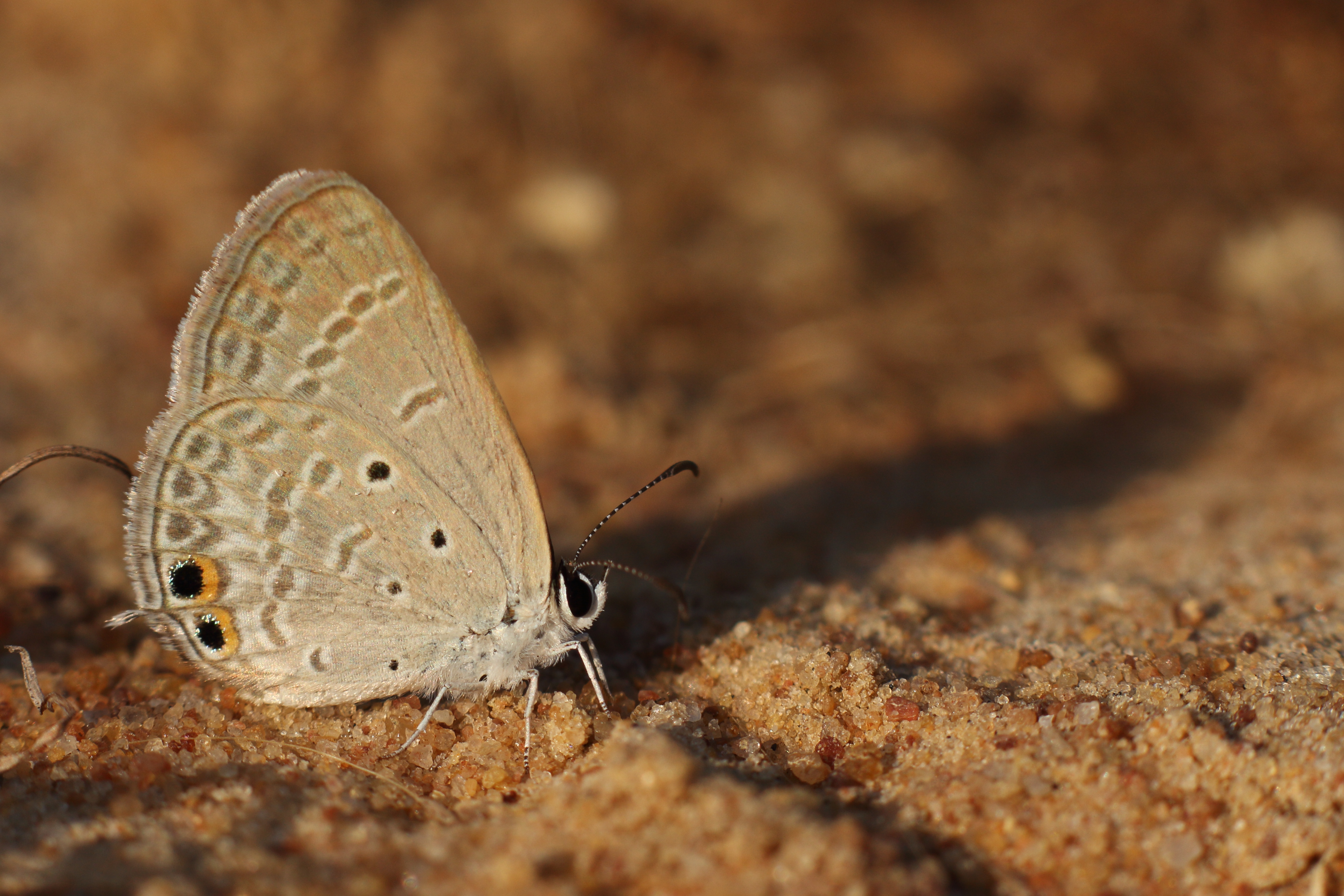 Gram blue