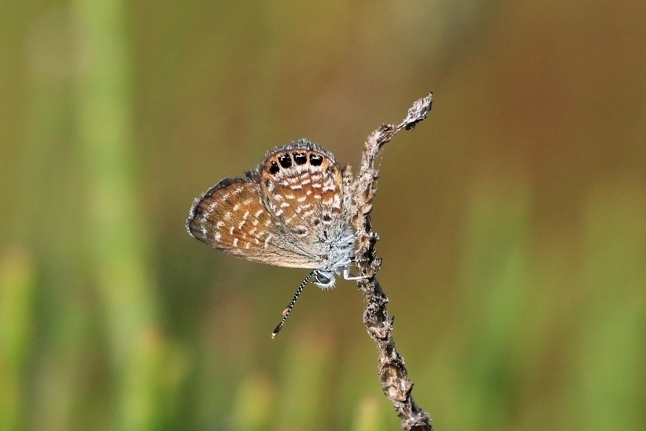 Grand Cayman pygmy blue (Brephidium exilis thompsoni) 2