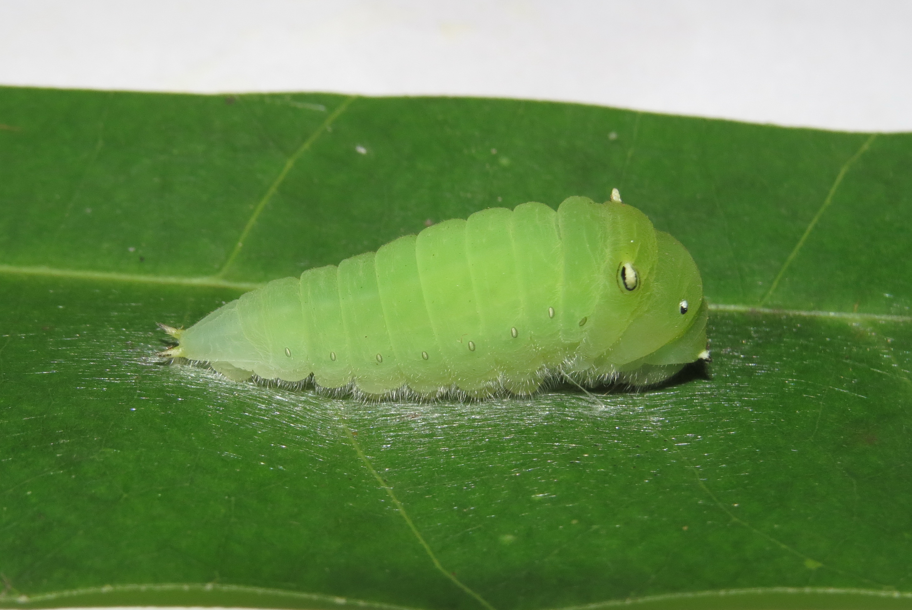 Graphium teredon Felder & Felder, 1864 – Narrow-banded Bluebottle caterpillar at Peravoor (71)