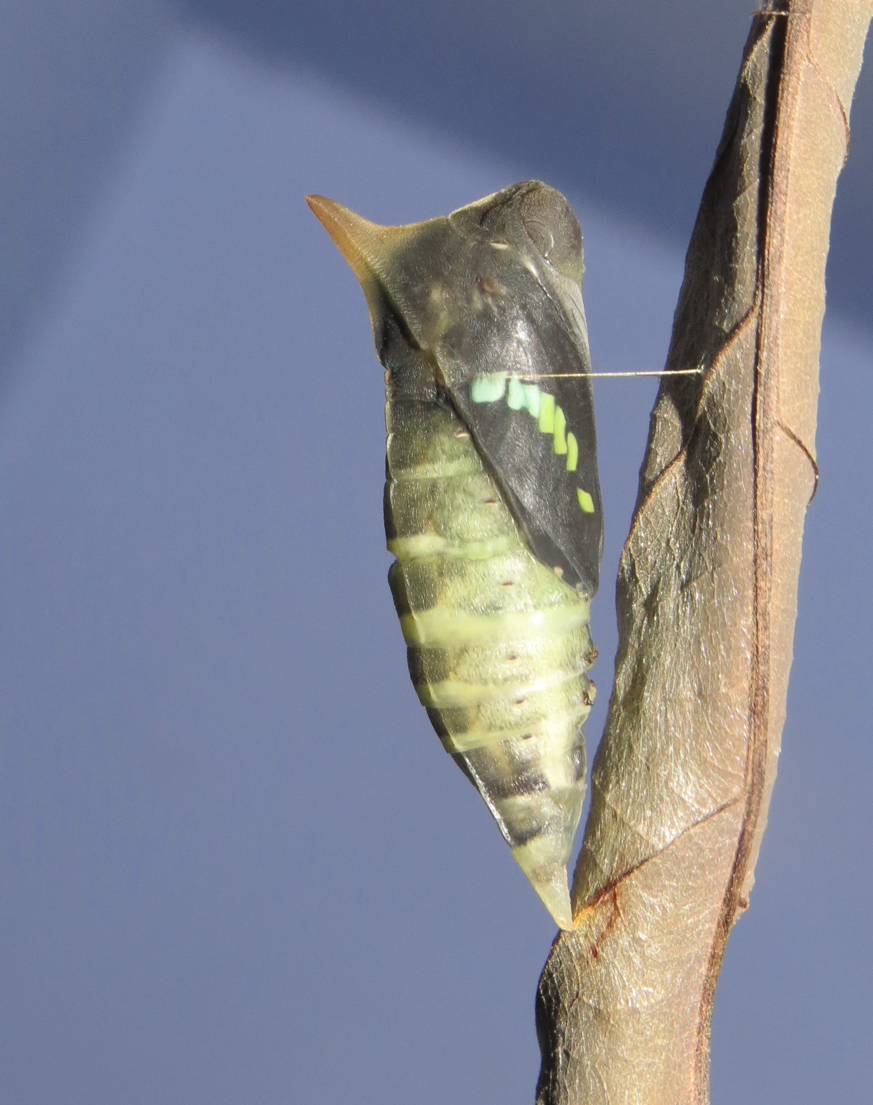 Graphium teredon Felder & Felder, 1864 – Narrow-banded Bluebottle pupa at Peravoor (7)