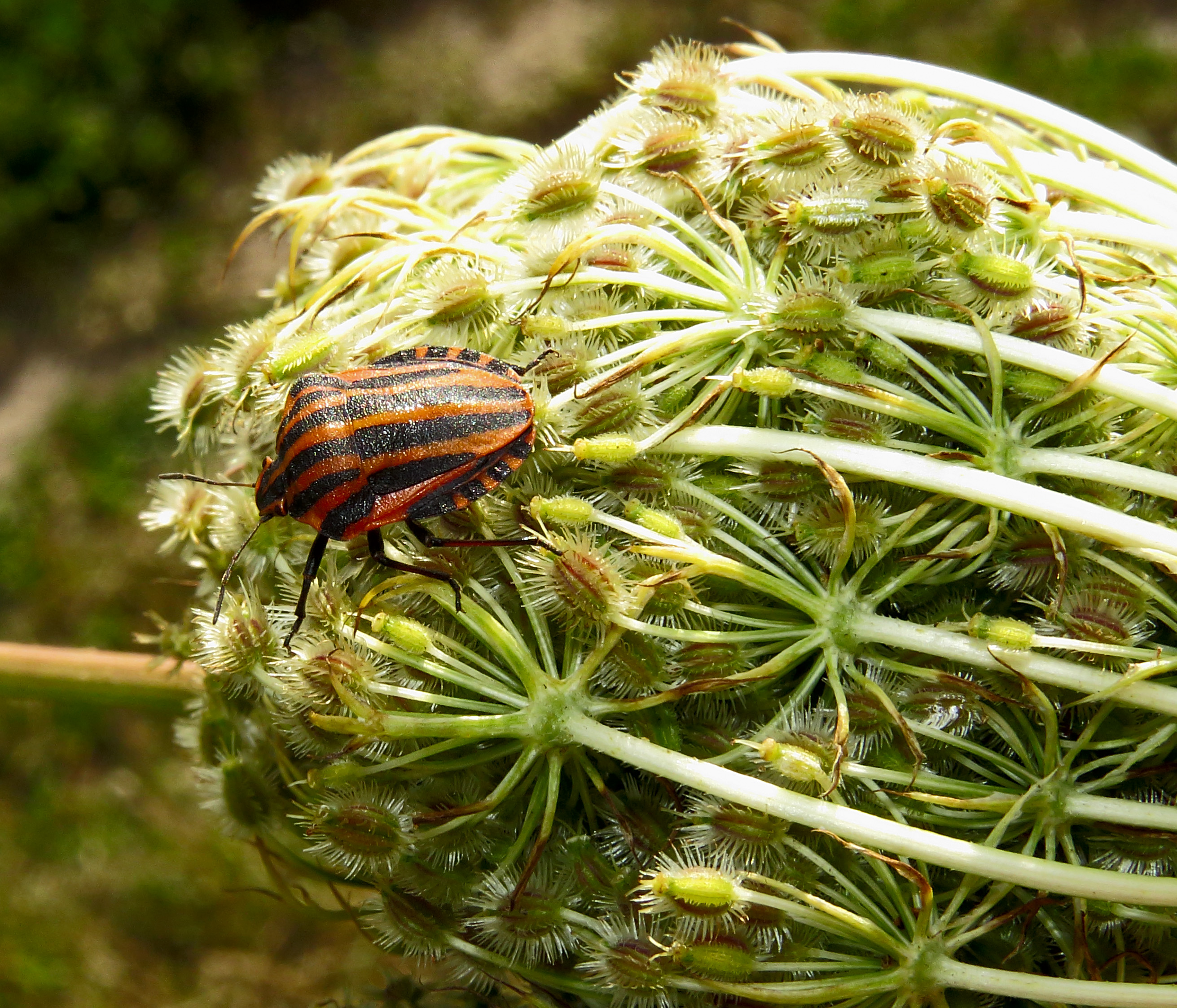 Graphosoma lineatum Kiev obl