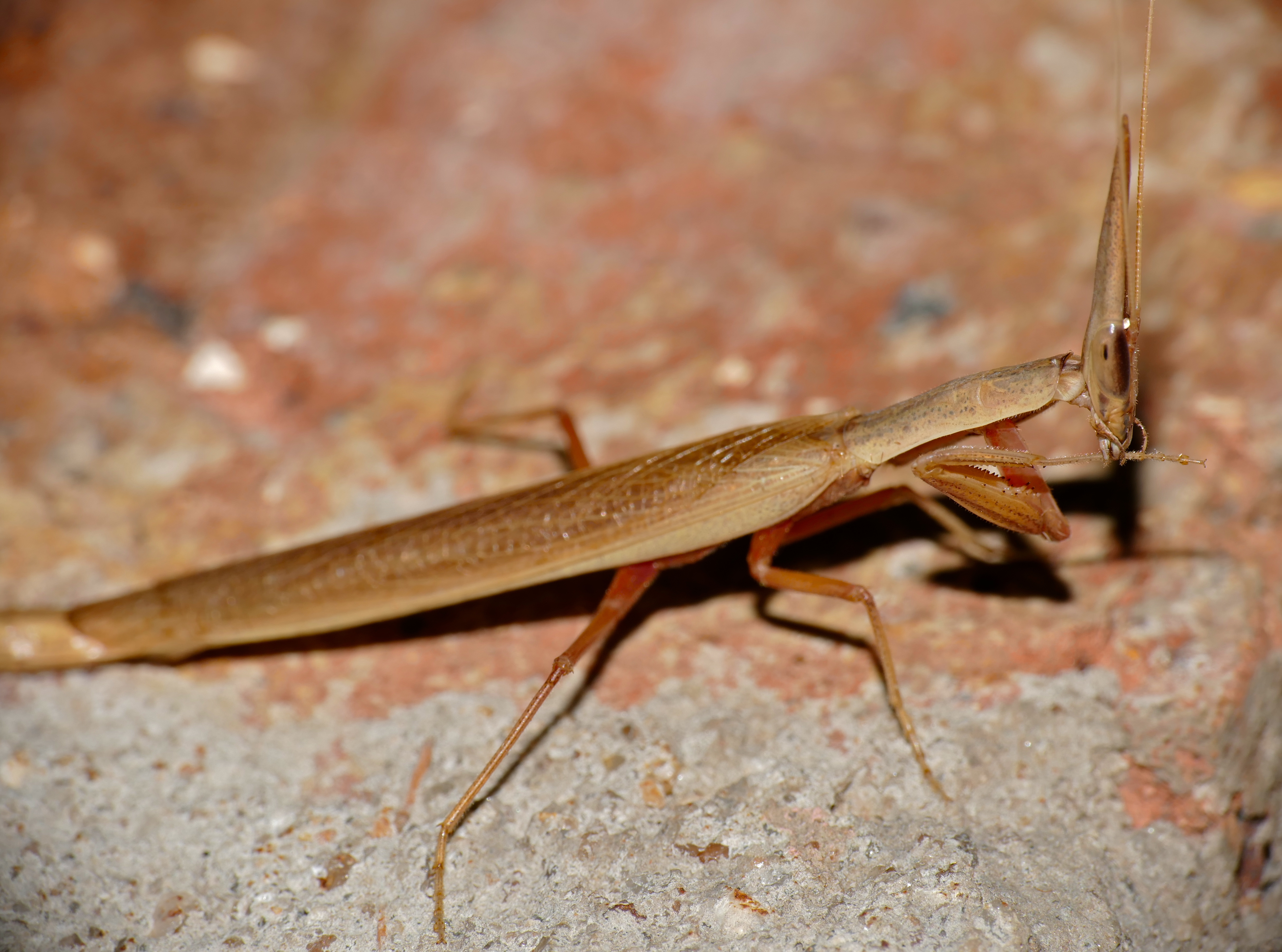 Grass Mantid (Pyrgomantis rhodesica) (16503277165)