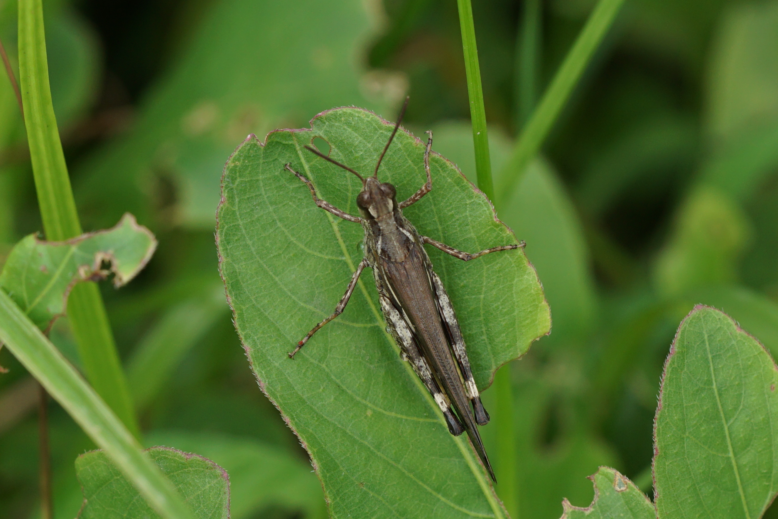 Grasshopper 06082
