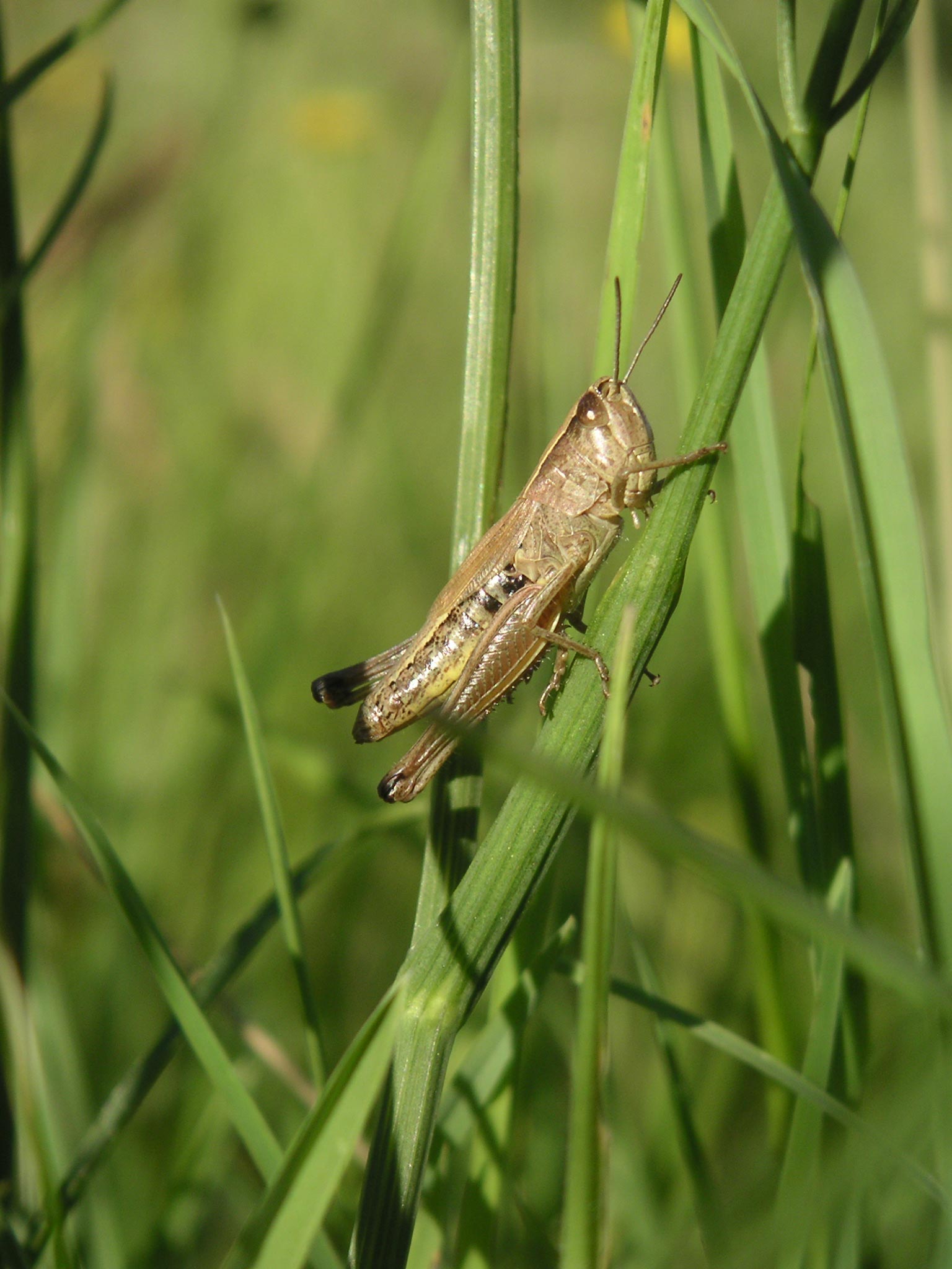 Grasshopper Devon 2004