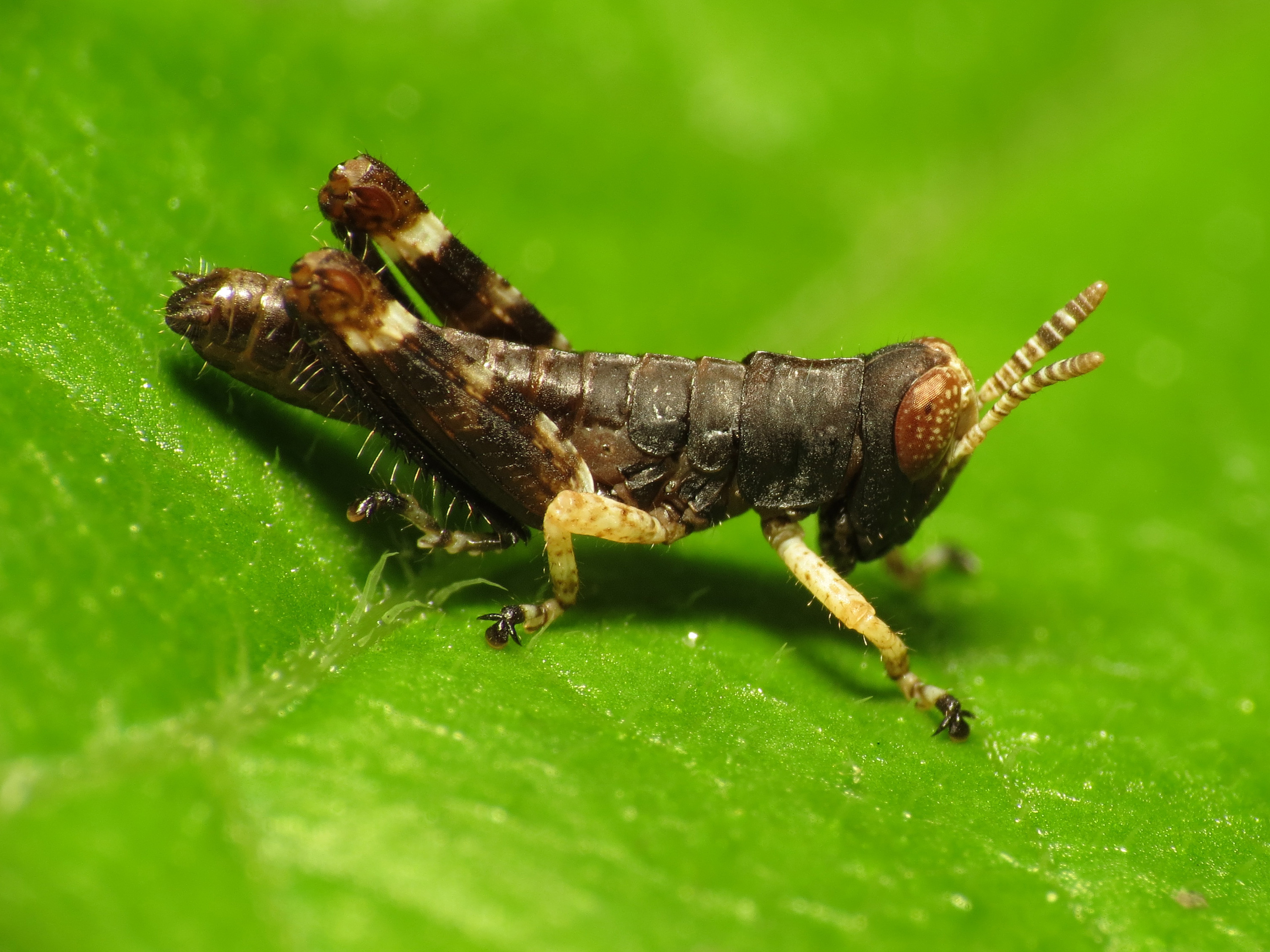 Grasshopper Nymph - Flickr - treegrow