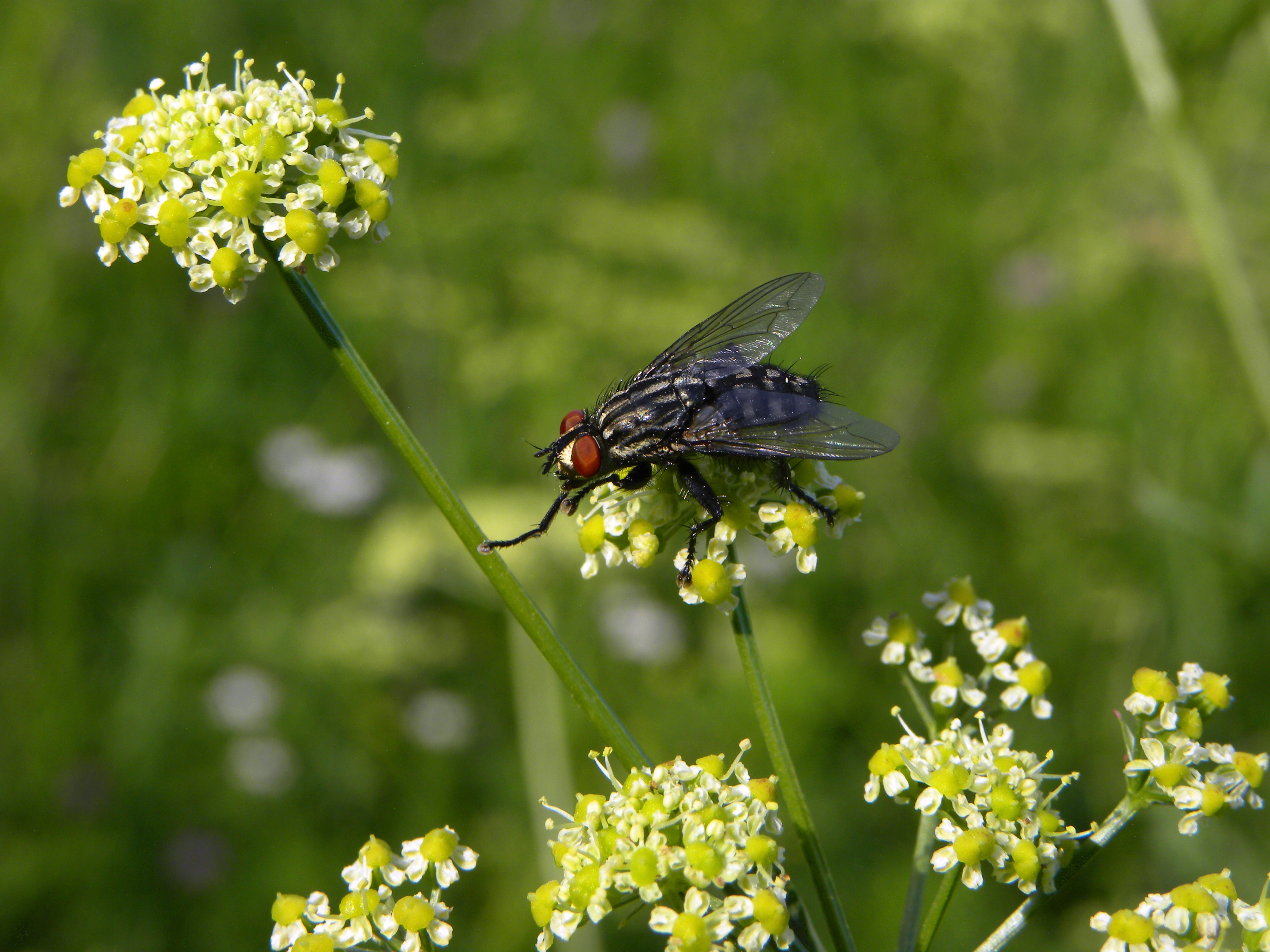 Graue Fleischfliege - Sarcophaga carnaria 2