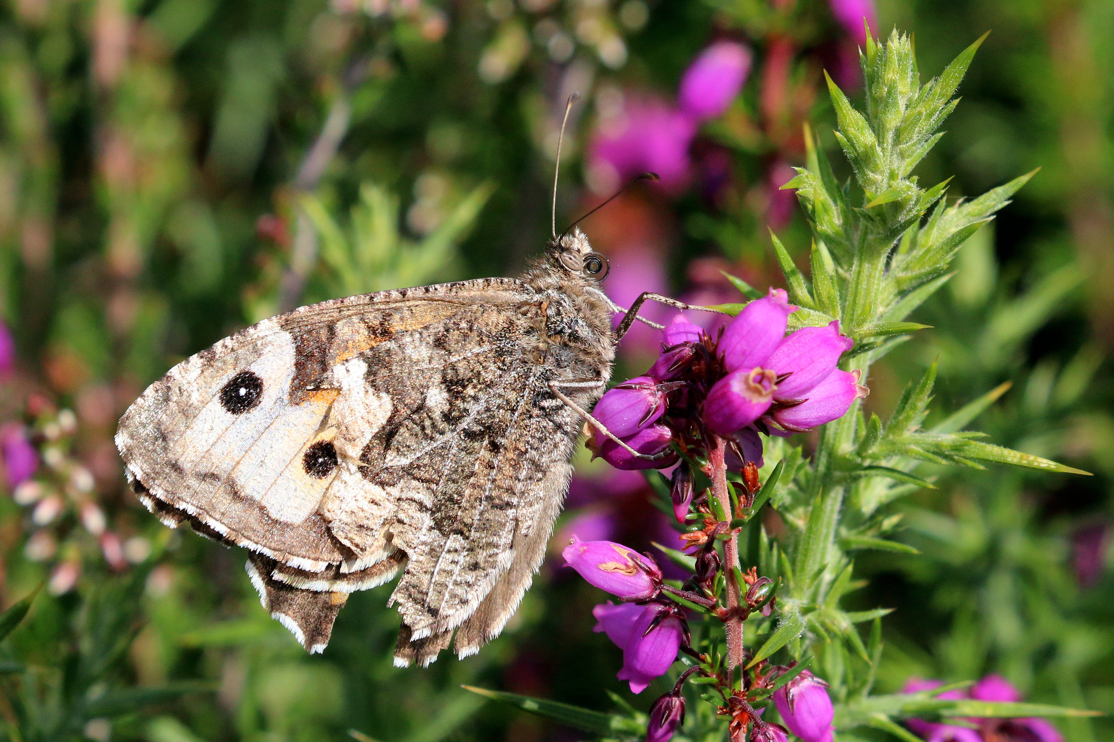 Grayling (Hipparchia semele semele)