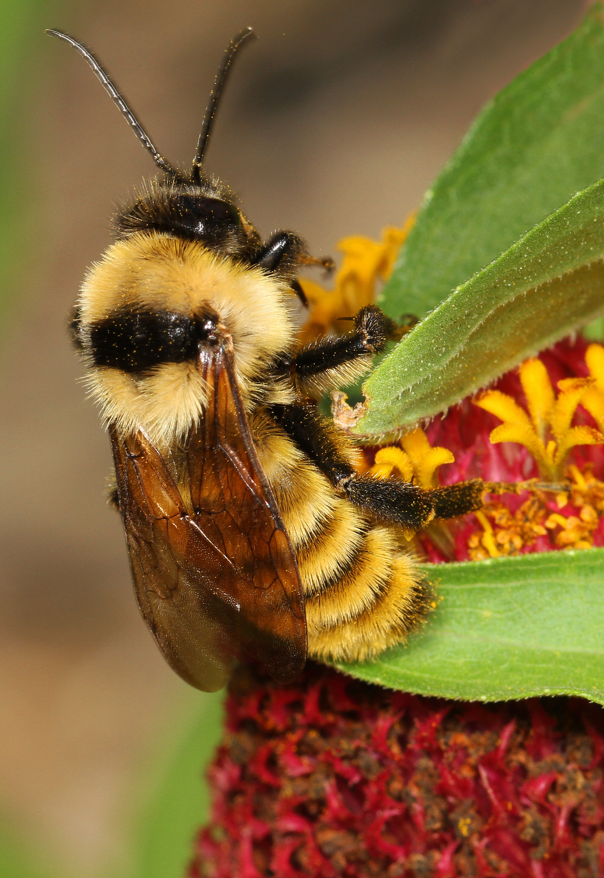 Great Northern Bumblebee - Bombus fervidus, Meadowood Farm SRMA, Mason Neck, Virginia