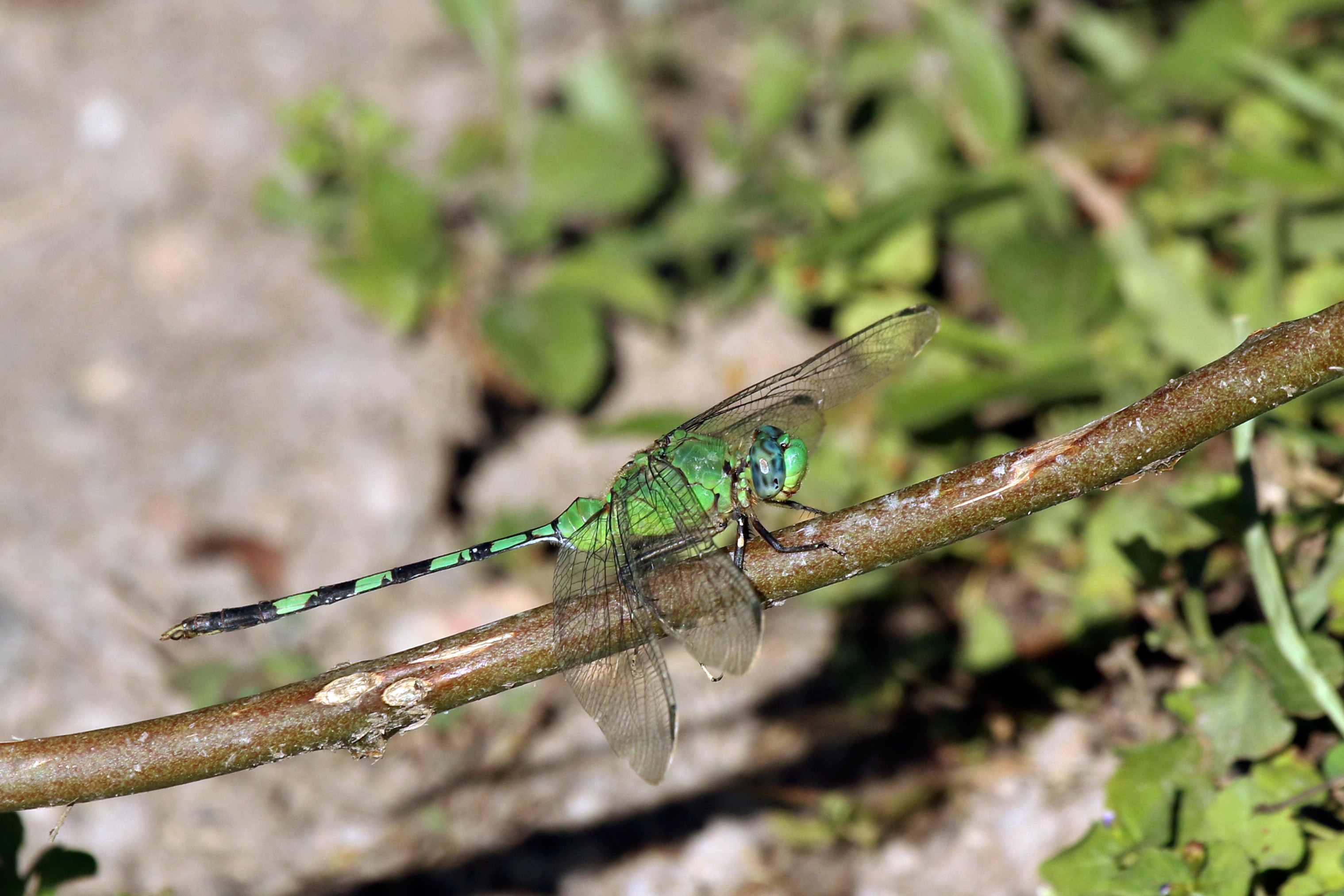 Great pondhawk (Erythemis vesiculosa) male Trinidad
