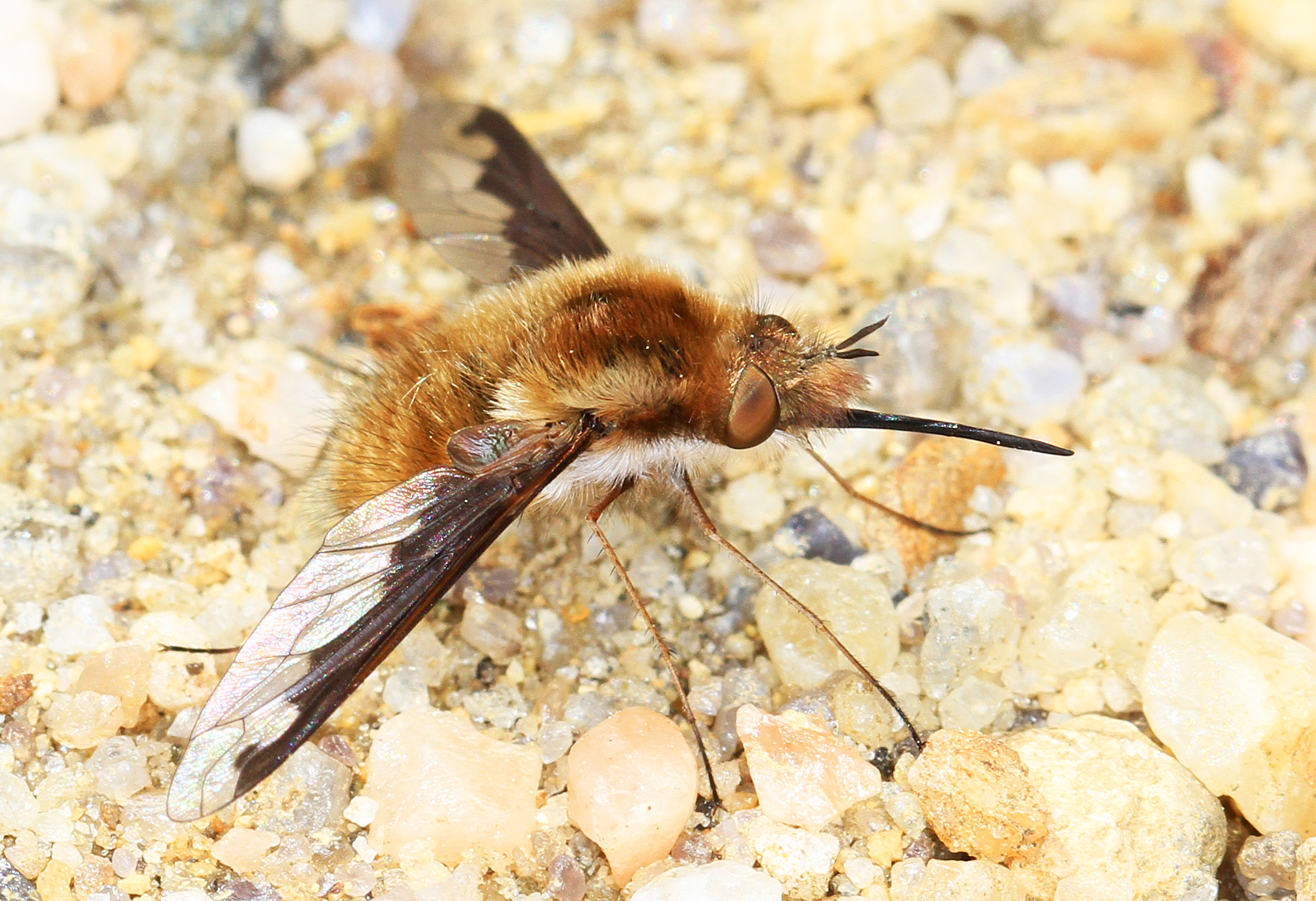 Greater Bee Fly - Bombylius major, Leesylvania State Park, Woodbridge, Virginia