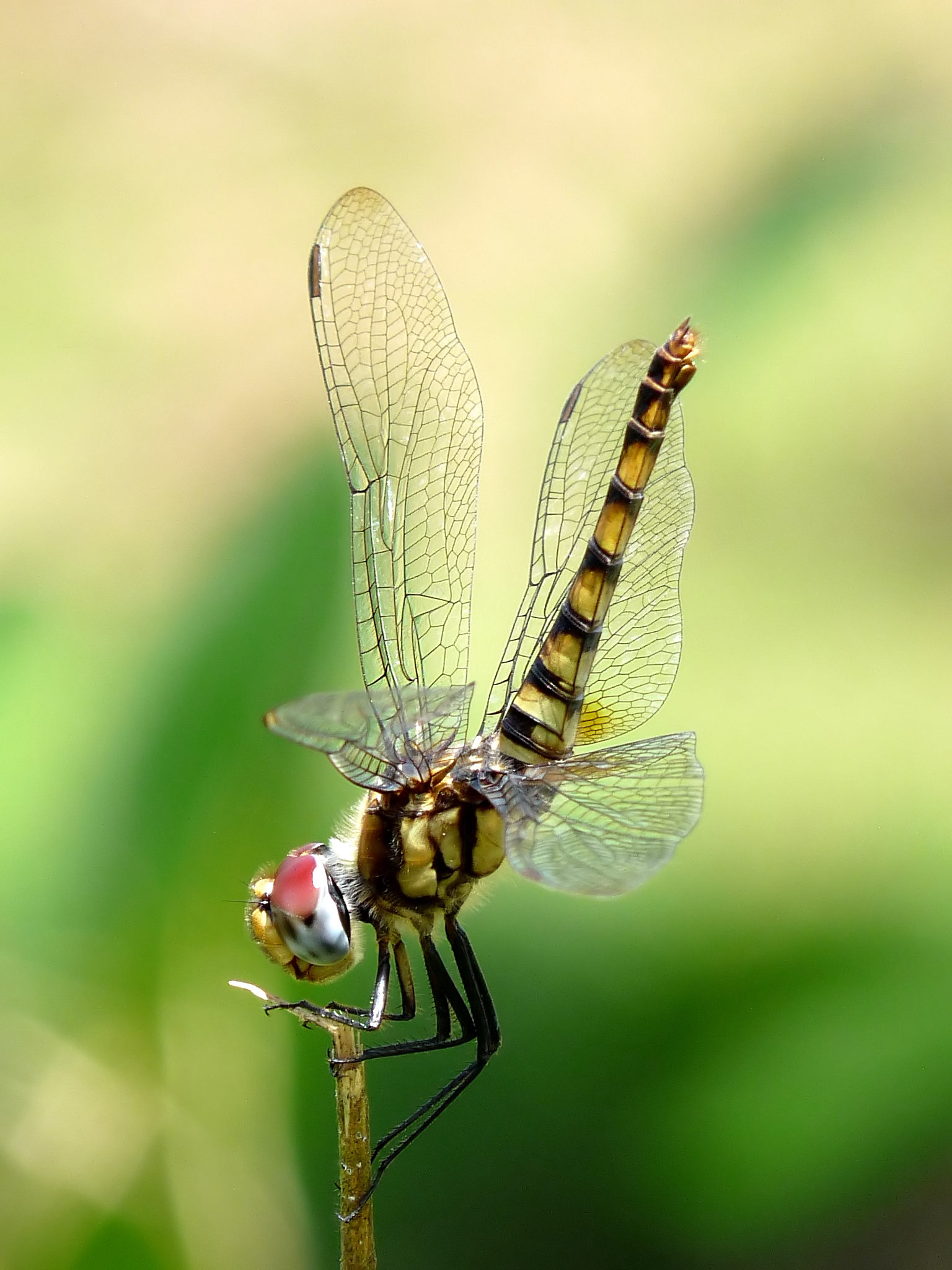 Greater Crimson Glider Urothemis signata Female by Kadavoor