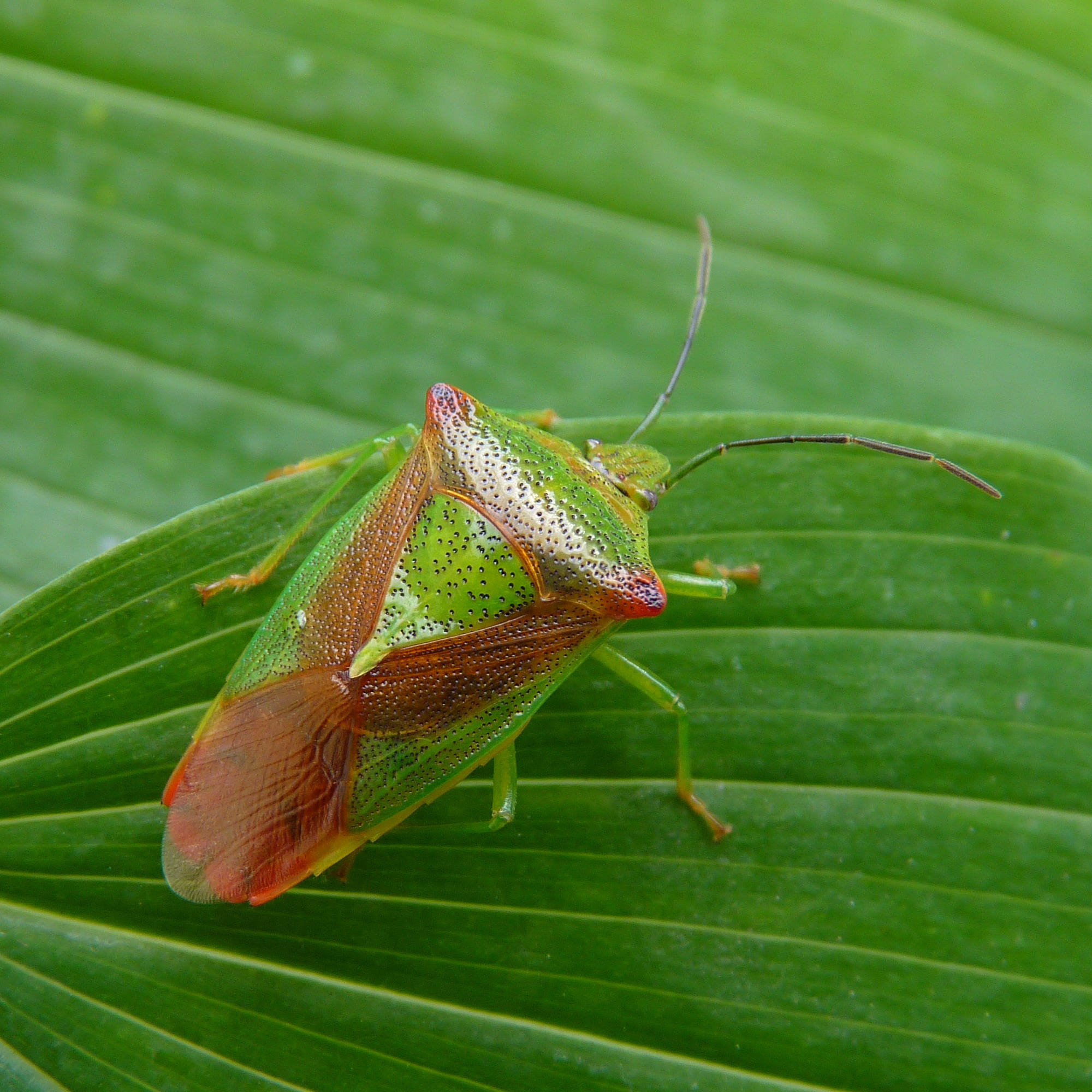 Green and brown bug