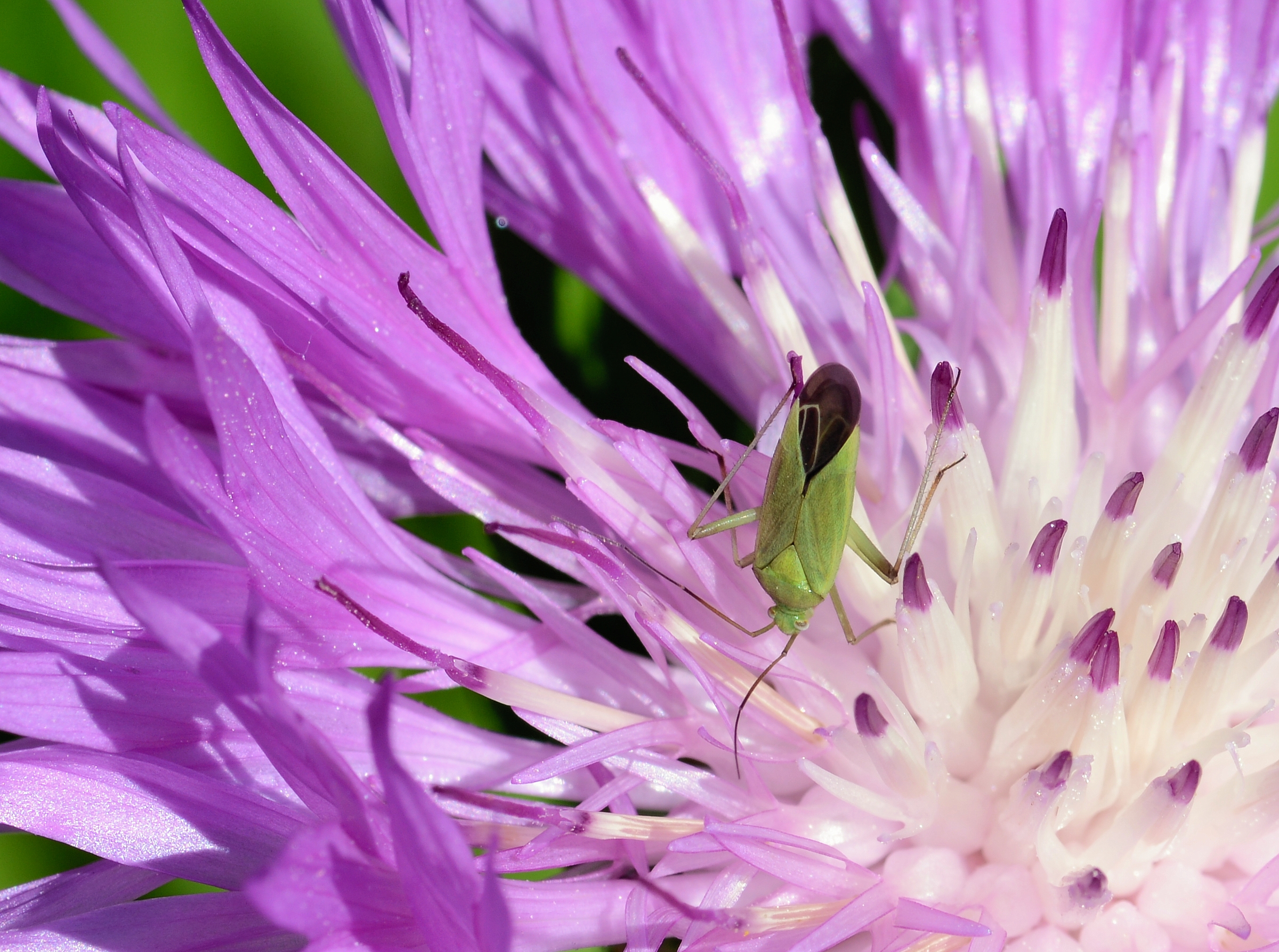 Green capsid July 2013-1